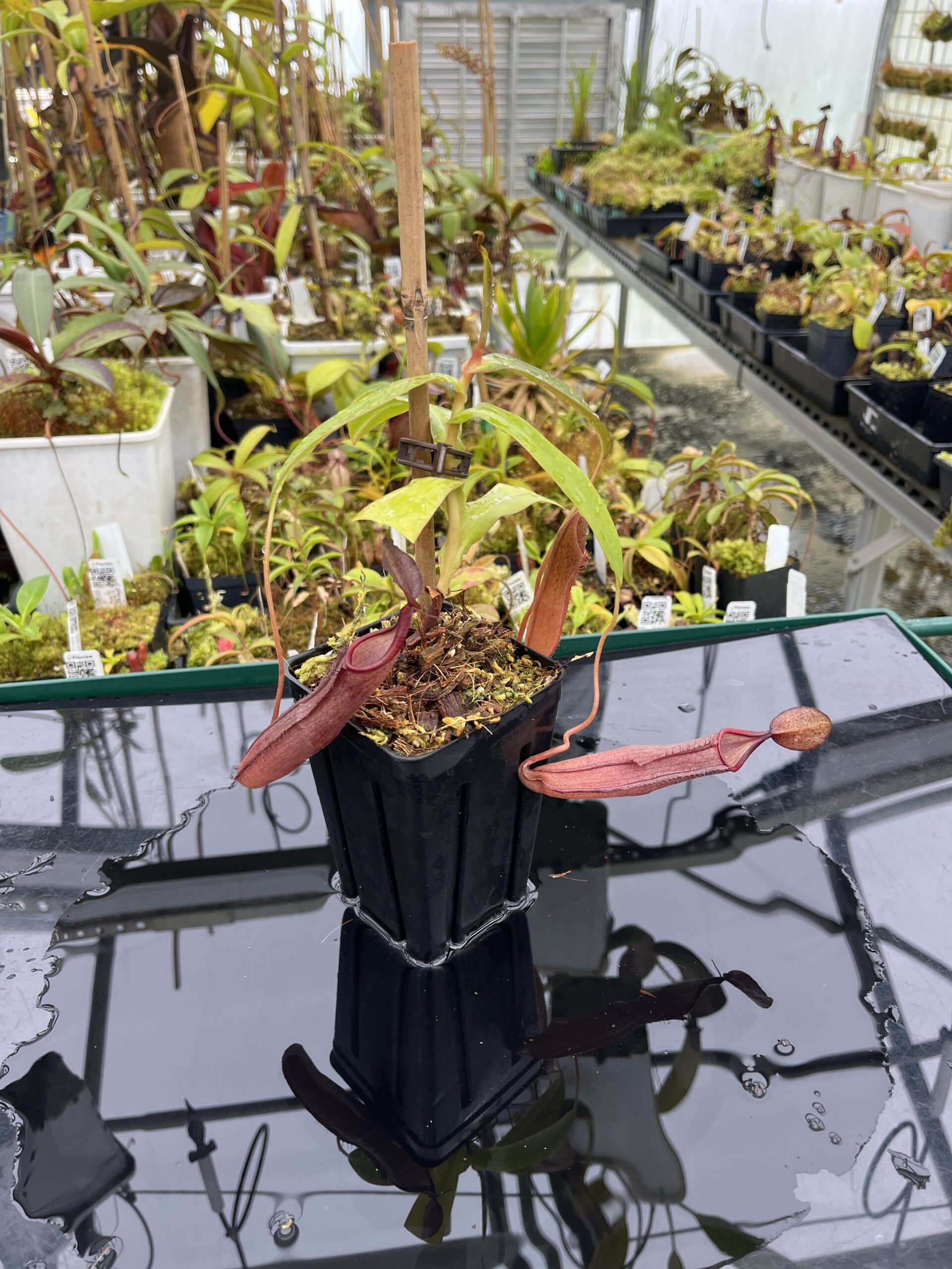 Wide Angle of Nepenthes sanguinea | Borneo Exotics | BE-4066 | IN25239