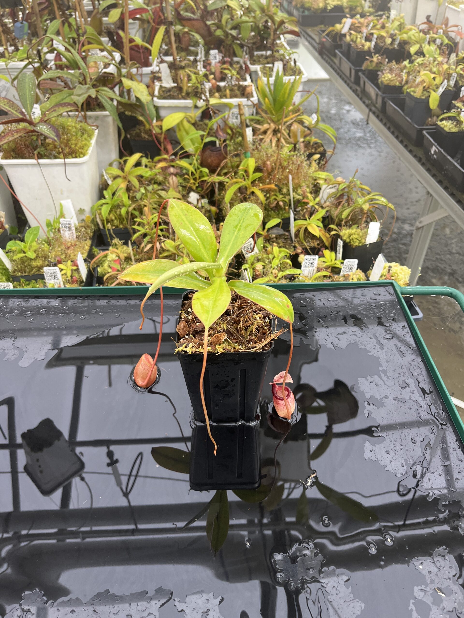 Wide Angle of Nepenthes sibuyanensis | Borneo Exotics | BE-3164 | IN25408