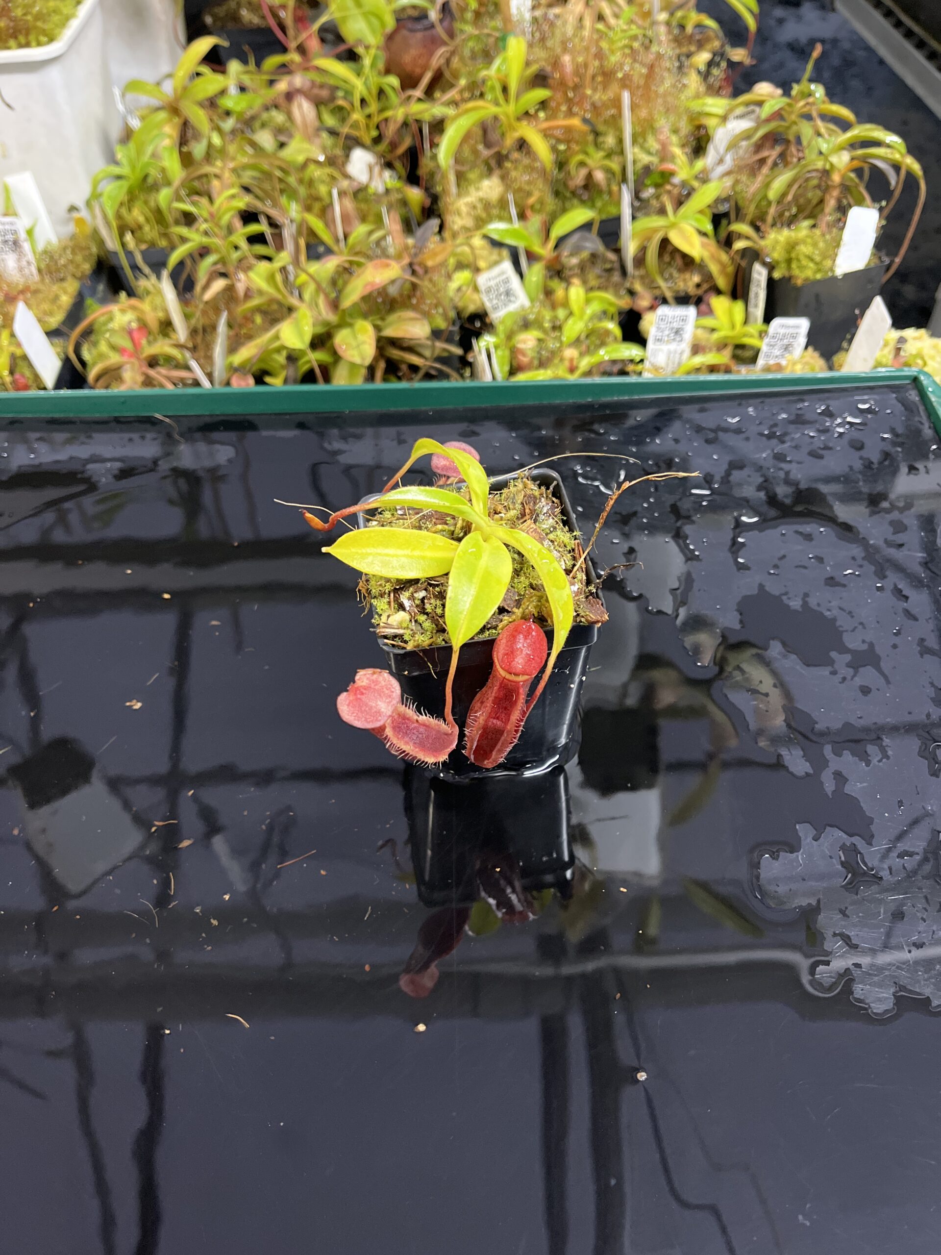 Wide Angle of Nepenthes singalana x (burbidgeae x edwardsiana) | Borneo Exotics | BE-4558 | H25435