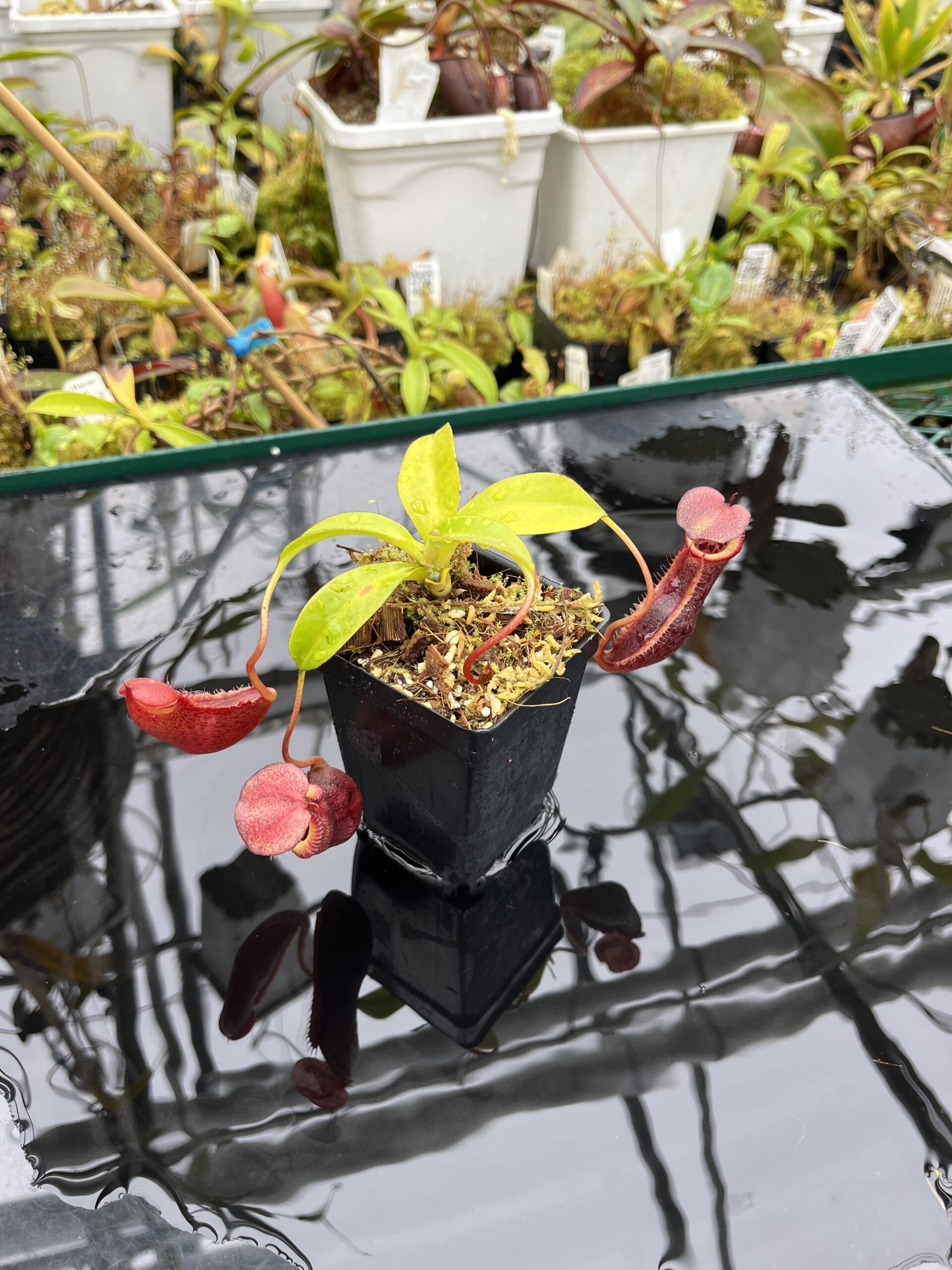 Wide Angle of Nepenthes singalana x (burbidgeae x edwardsiana) | Borneo Exotics | BE-4558 | H25626