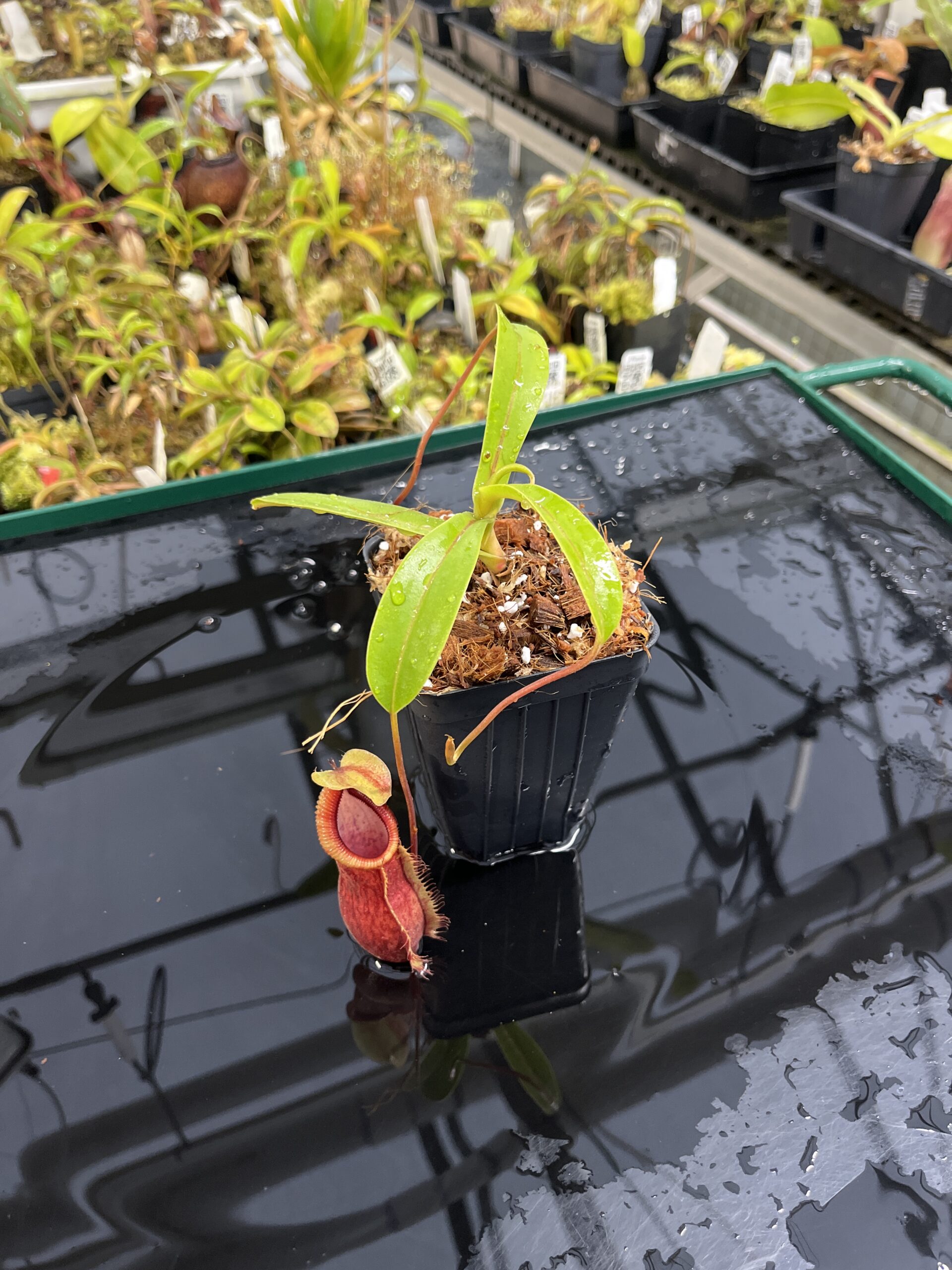 Wide Angle of Nepenthes spathulata x diabolica | Borneo Exotics | BE-3983 | H25427