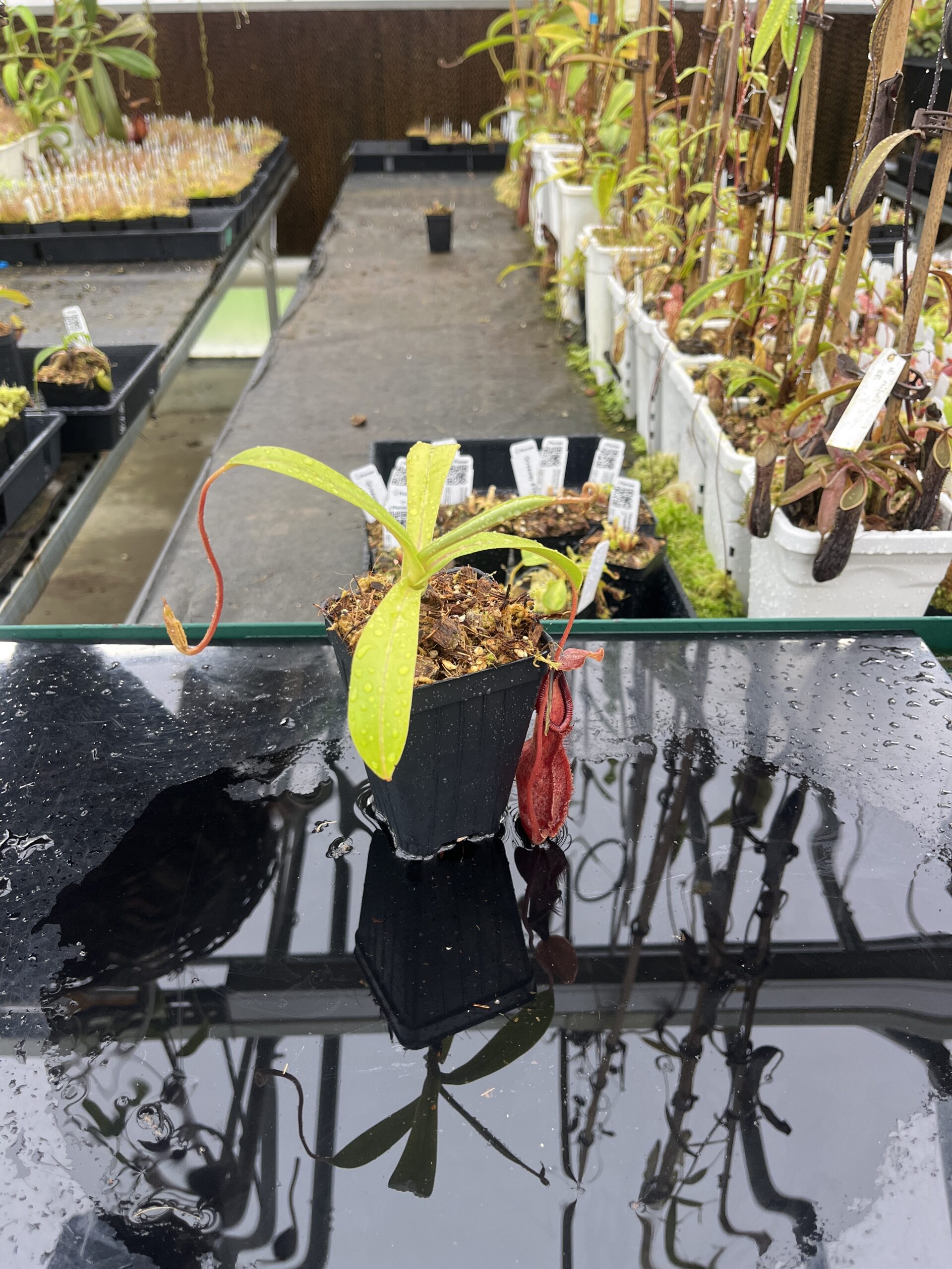 Wide Angle of Nepenthes spathulata x diabolica | Borneo Exotics | BE-3983 | H25506