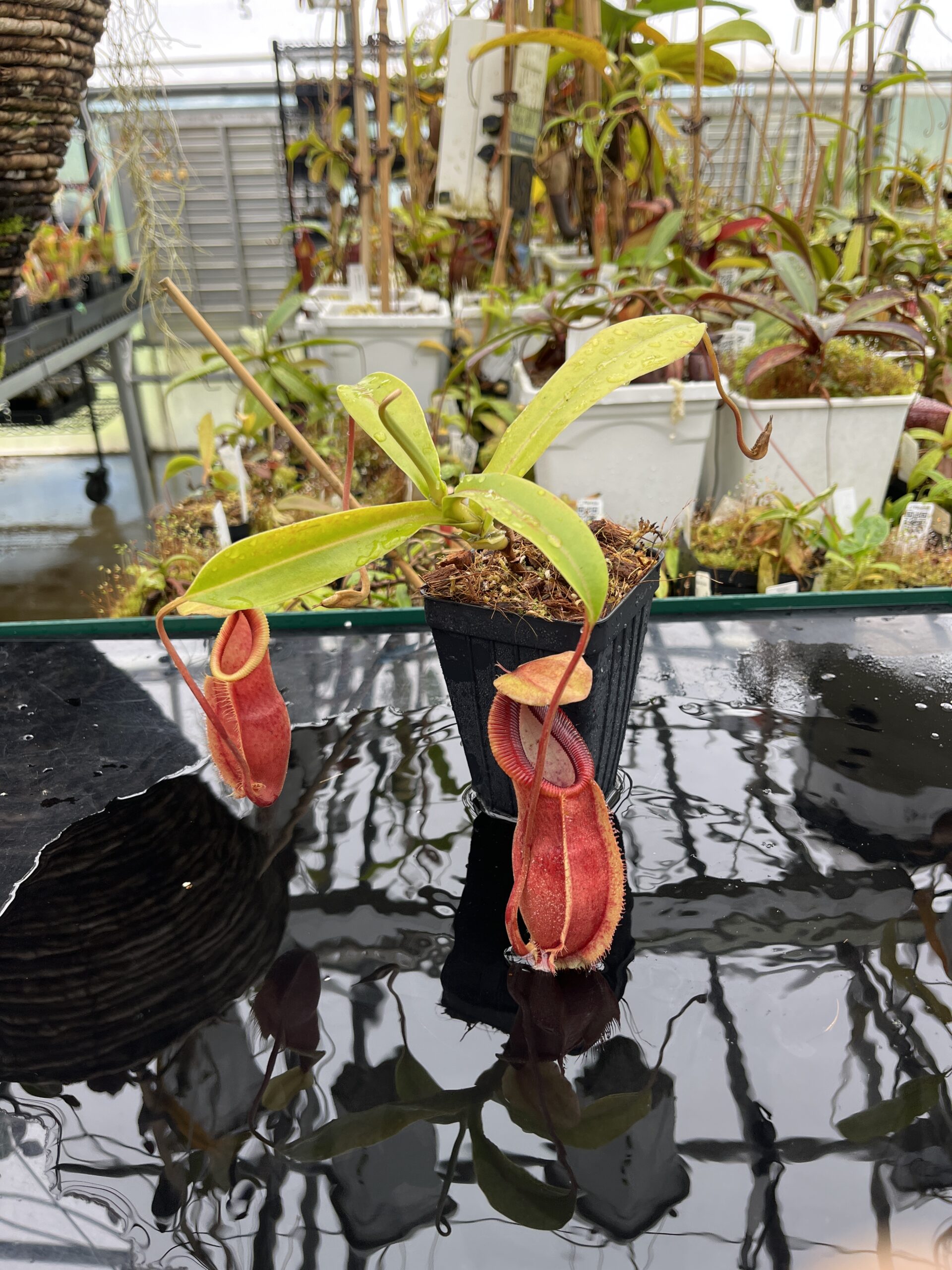 Wide Angle of Nepenthes spathulata x diabolica | Borneo Exotics | BE-3983 | H25619