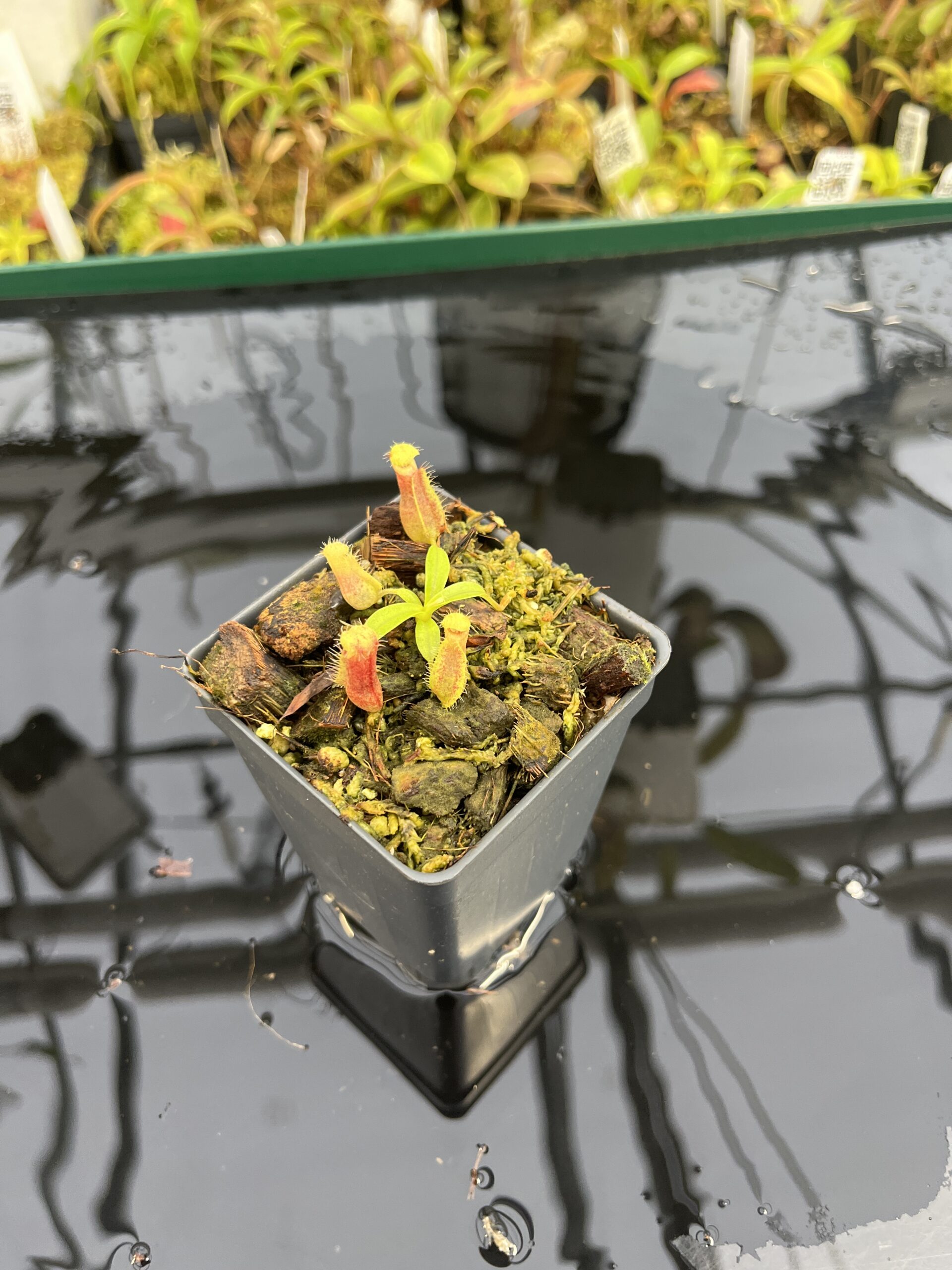Wide Angle of Nepenthes spathulata x (diabolica x hamata) | Clone 5 | Florae Collaborative | FC-153.05 | H25373