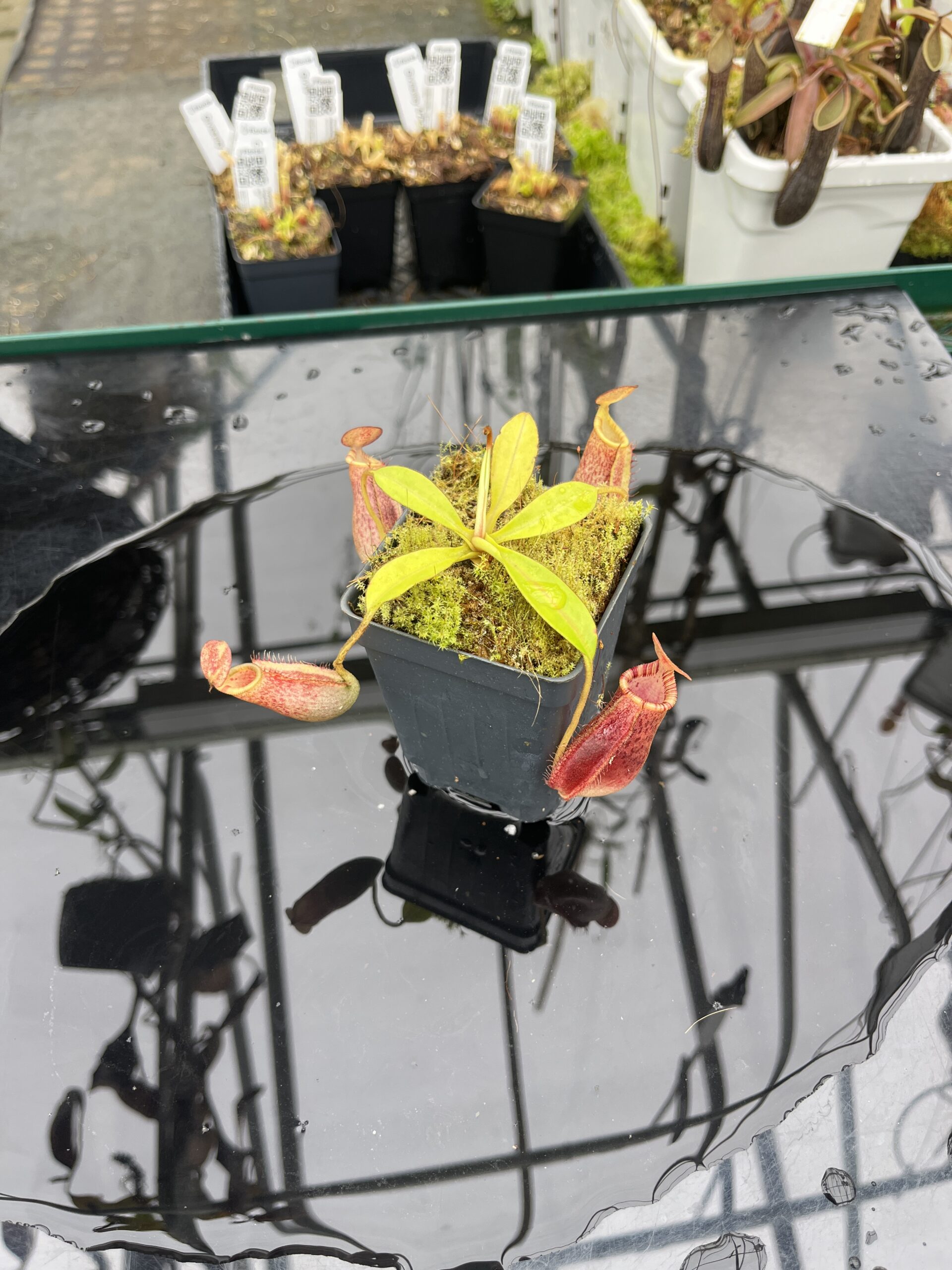 Wide Angle of Nepenthes spectabilis x lowii | Borneo Exotics | BE-4524 | H25482