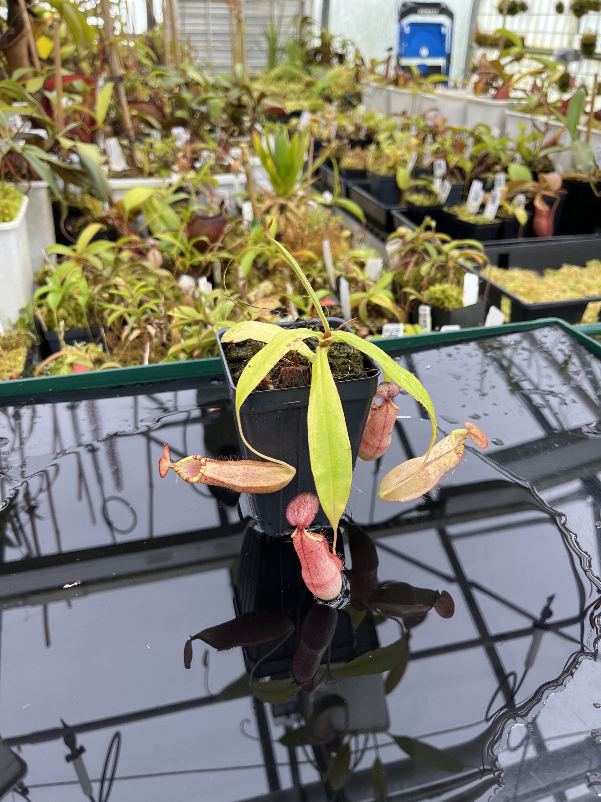 Wide Angle of Nepenthes spectabilis x mirabilis var. globosa | Borneo Exotics | BE-4523 | IN25324
