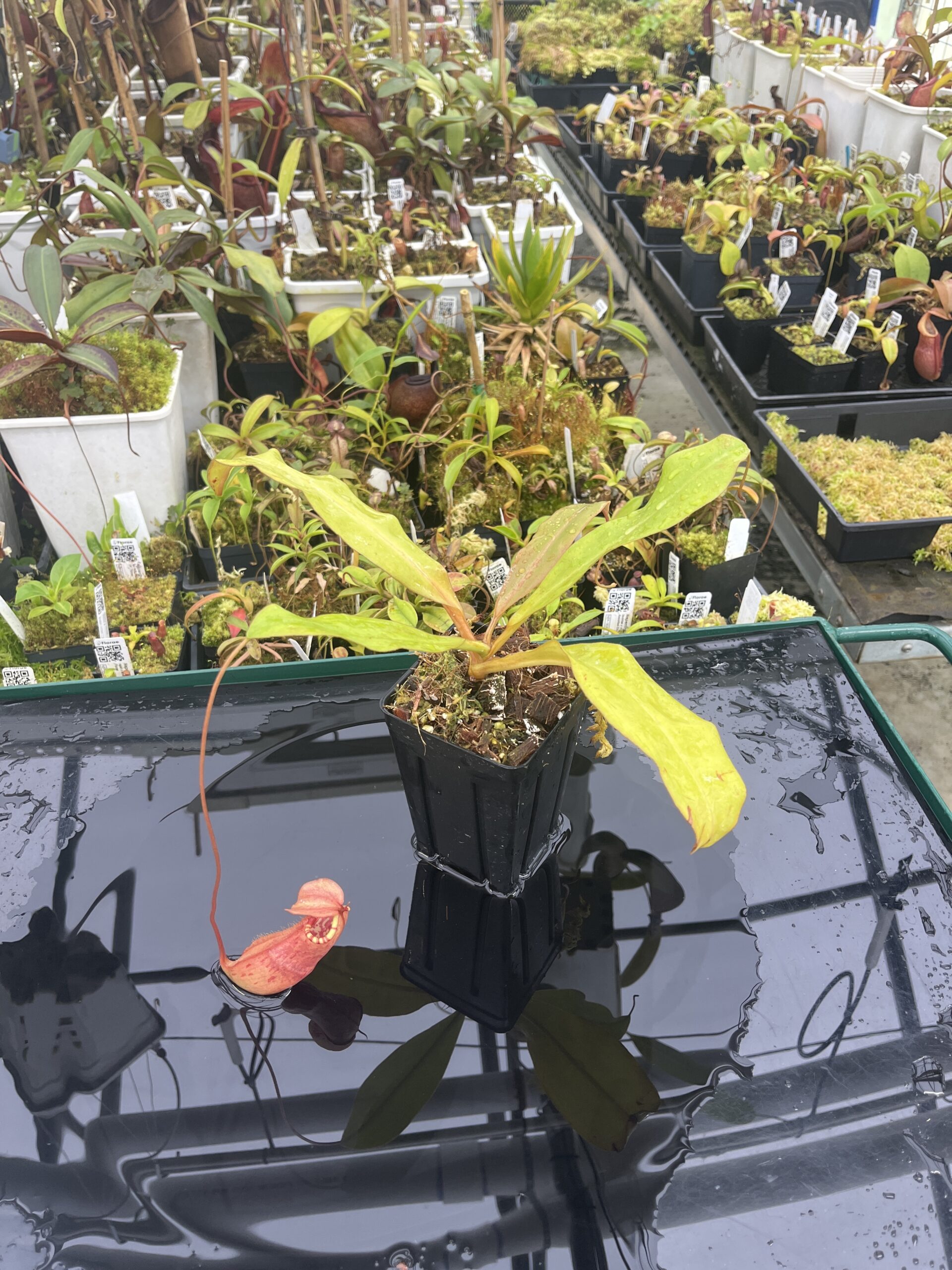 Wide Angle of Nepenthes sumatrana | Borneo Exotics | BE-4540 | L25320
