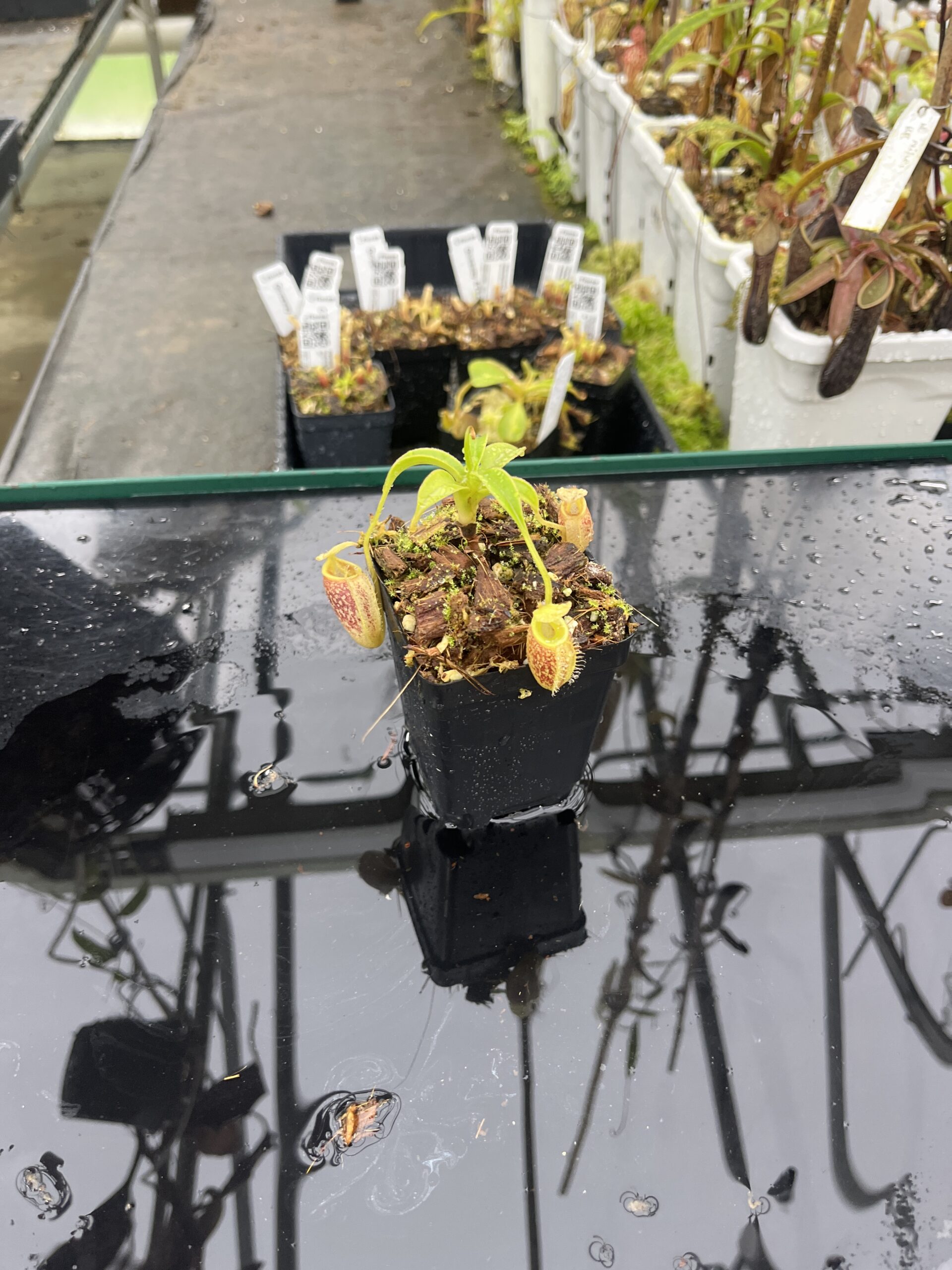 Wide Angle of Nepenthes talangensis | Borneo Exotics | BE-4075 | H25508