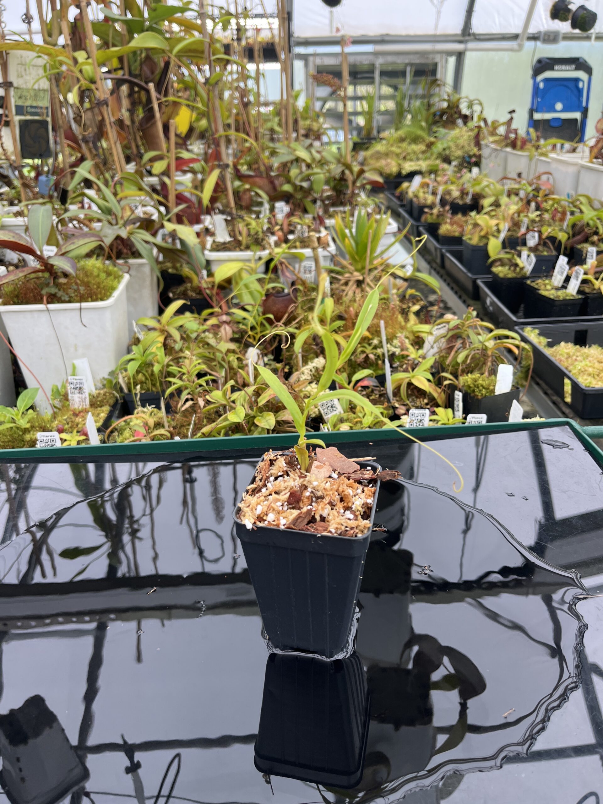 Wide Angle of Nepenthes tenuis | Florae Collaborative | | IN25381