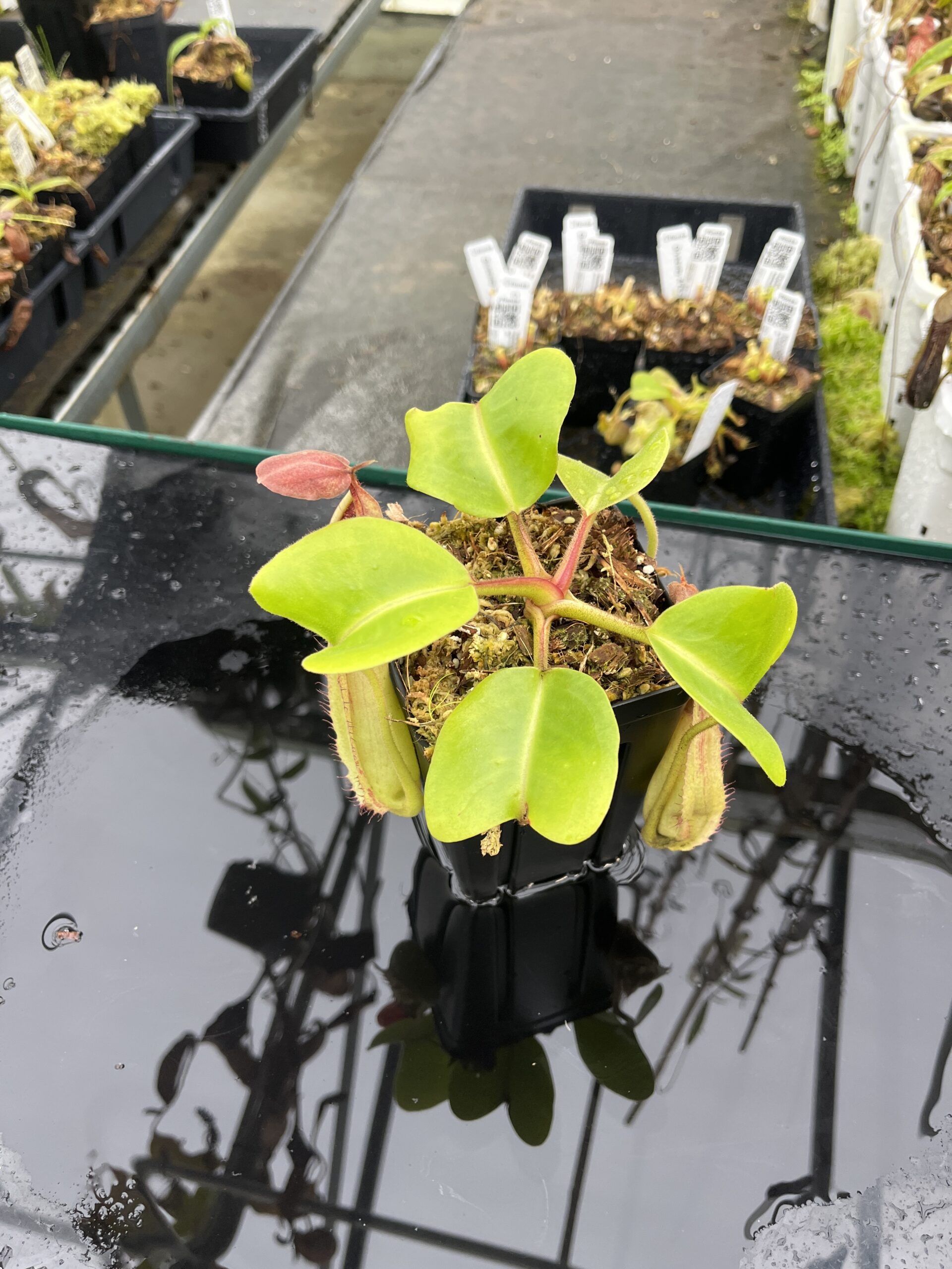 Wide Angle of Nepenthes truncata | Borneo Exotics | BE-4001 | L25486