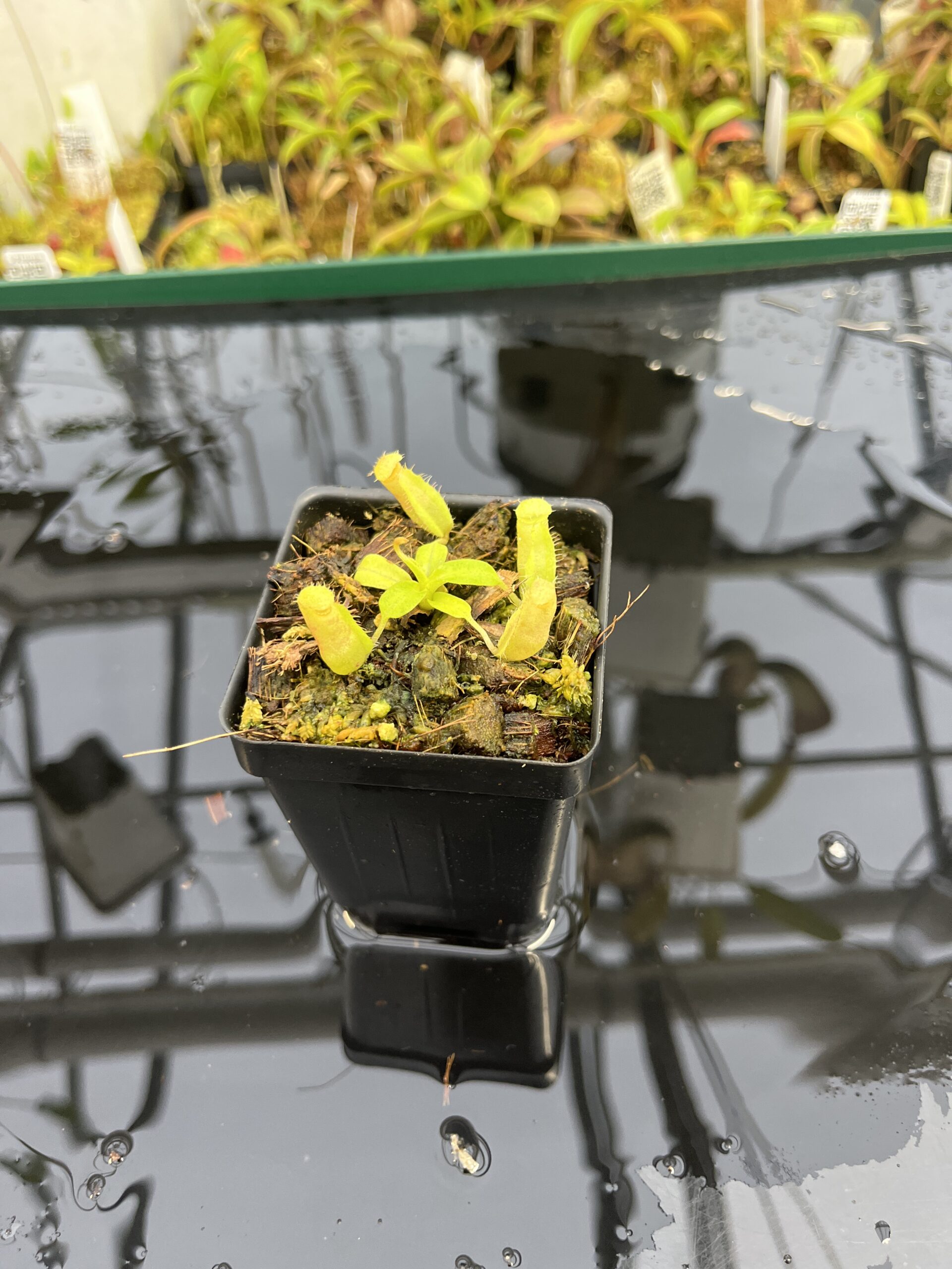 Wide Angle of Nepenthes (truncata x ephippiata) x villosa | JH | Florae | Jeremiah Harris | JH-352.16 | IN25372