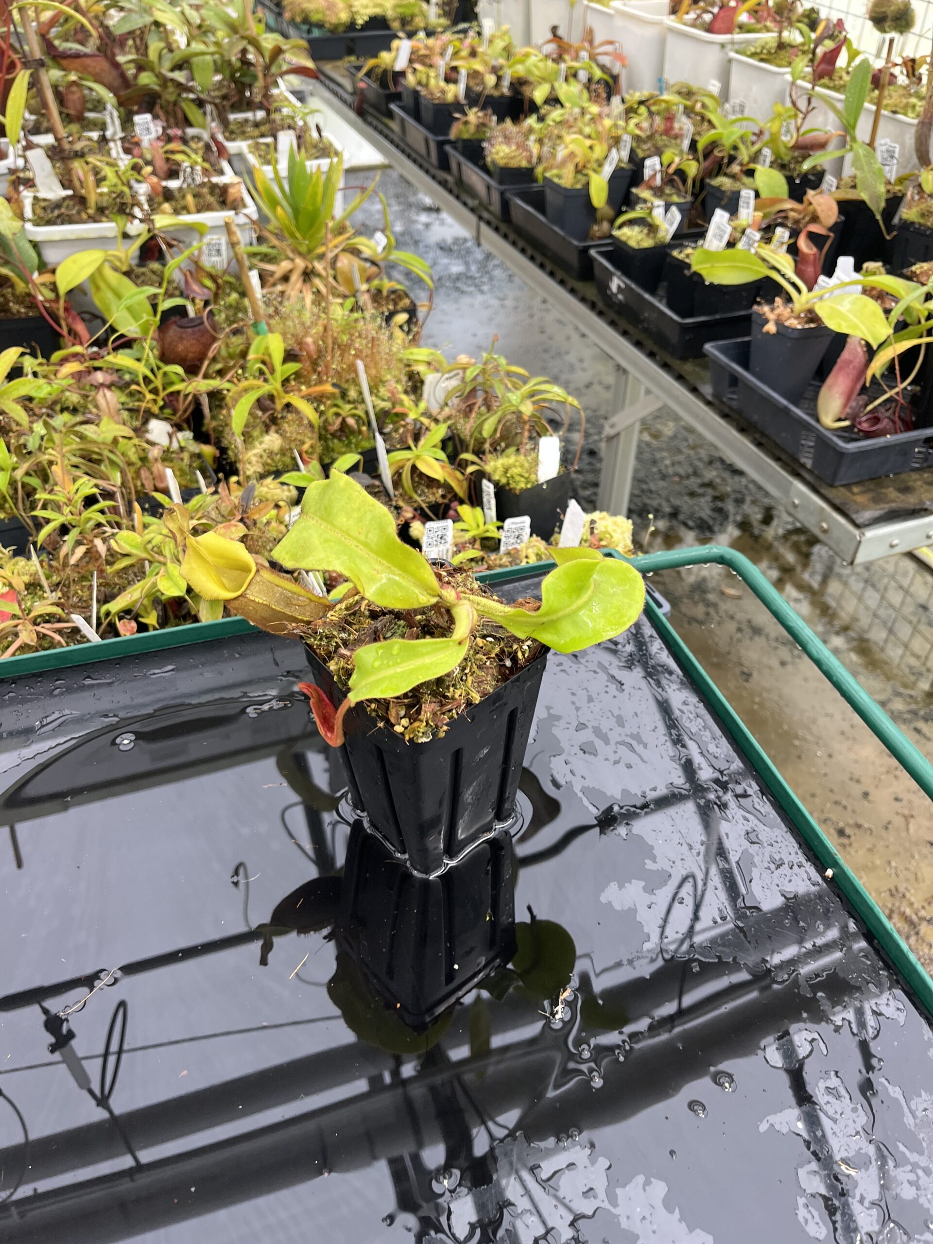 Wide Angle of Nepenthes veitchii | Borneo Exotics | BE-4094 | IN25411
