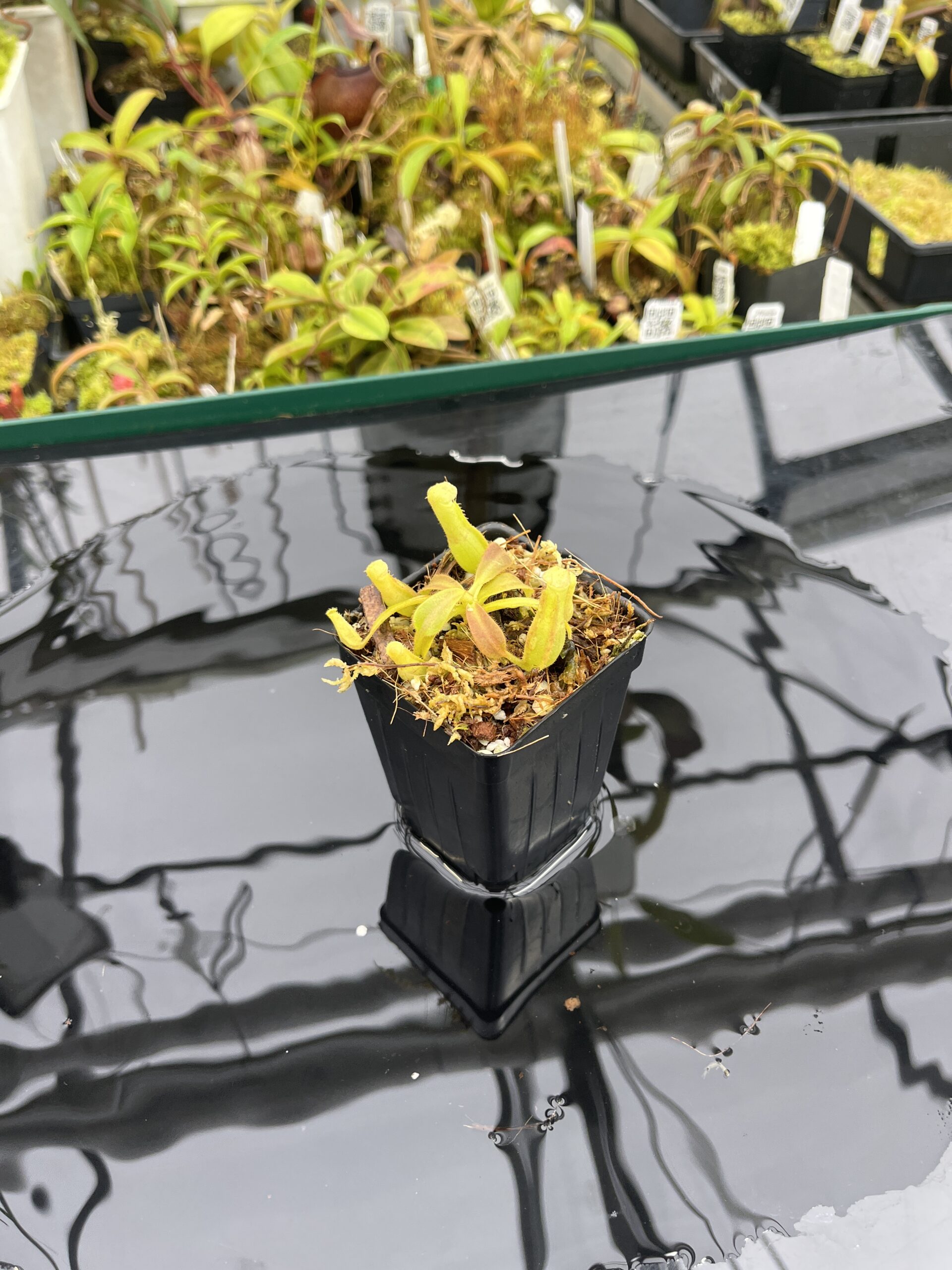Wide Angle of Nepenthes veitchii Murud, Striped x 'Candy' | Florae Collaborative | FC-23.02 | IN25249