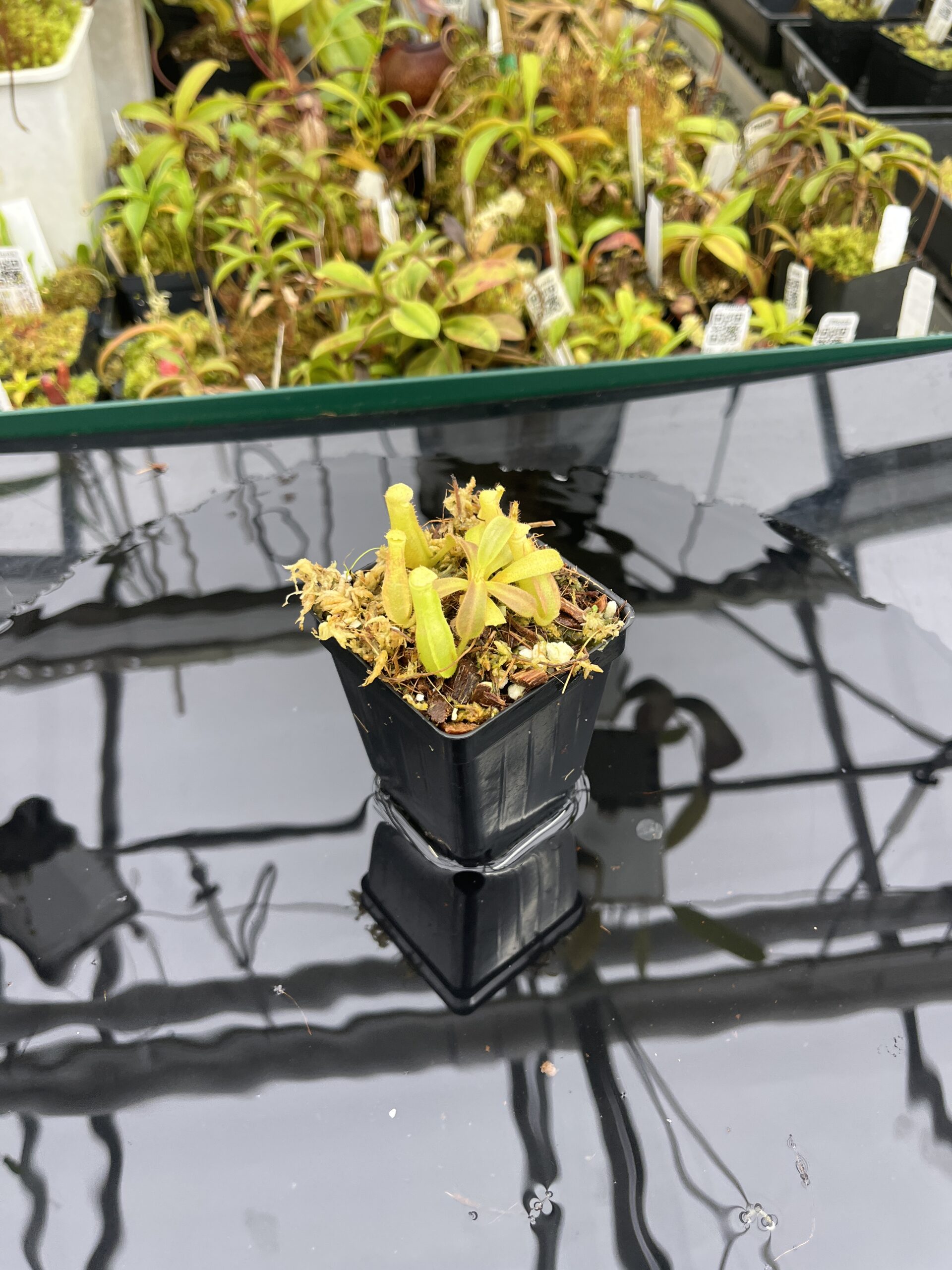 Wide Angle of Nepenthes veitchii Murud, Striped x 'Candy' | Florae Collaborative | FC-23.02 | IN25250