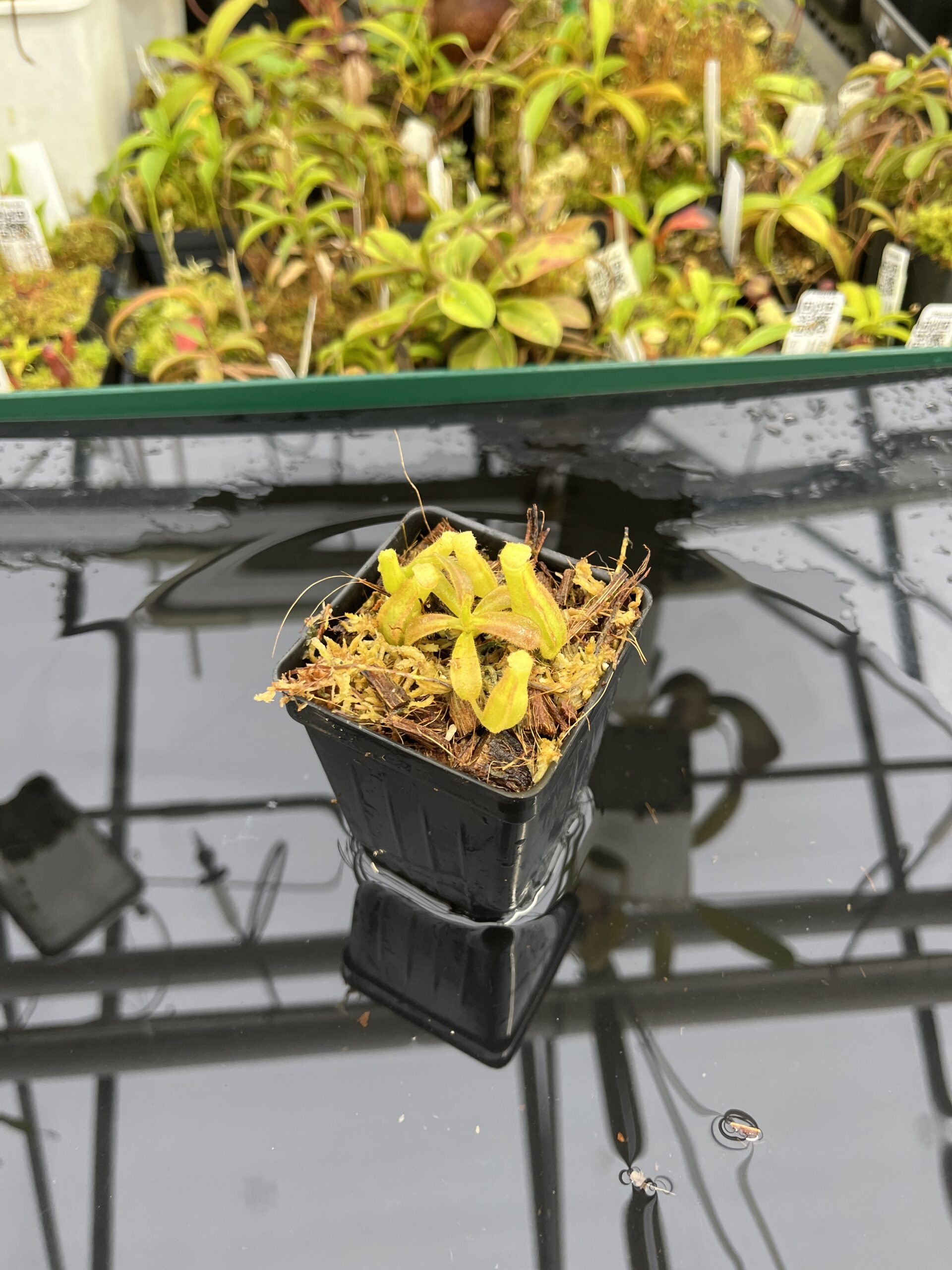 Wide Angle of Nepenthes veitchii Murud, Striped x 'Candy' | Florae Collaborative | FC-23.02 | IN25336