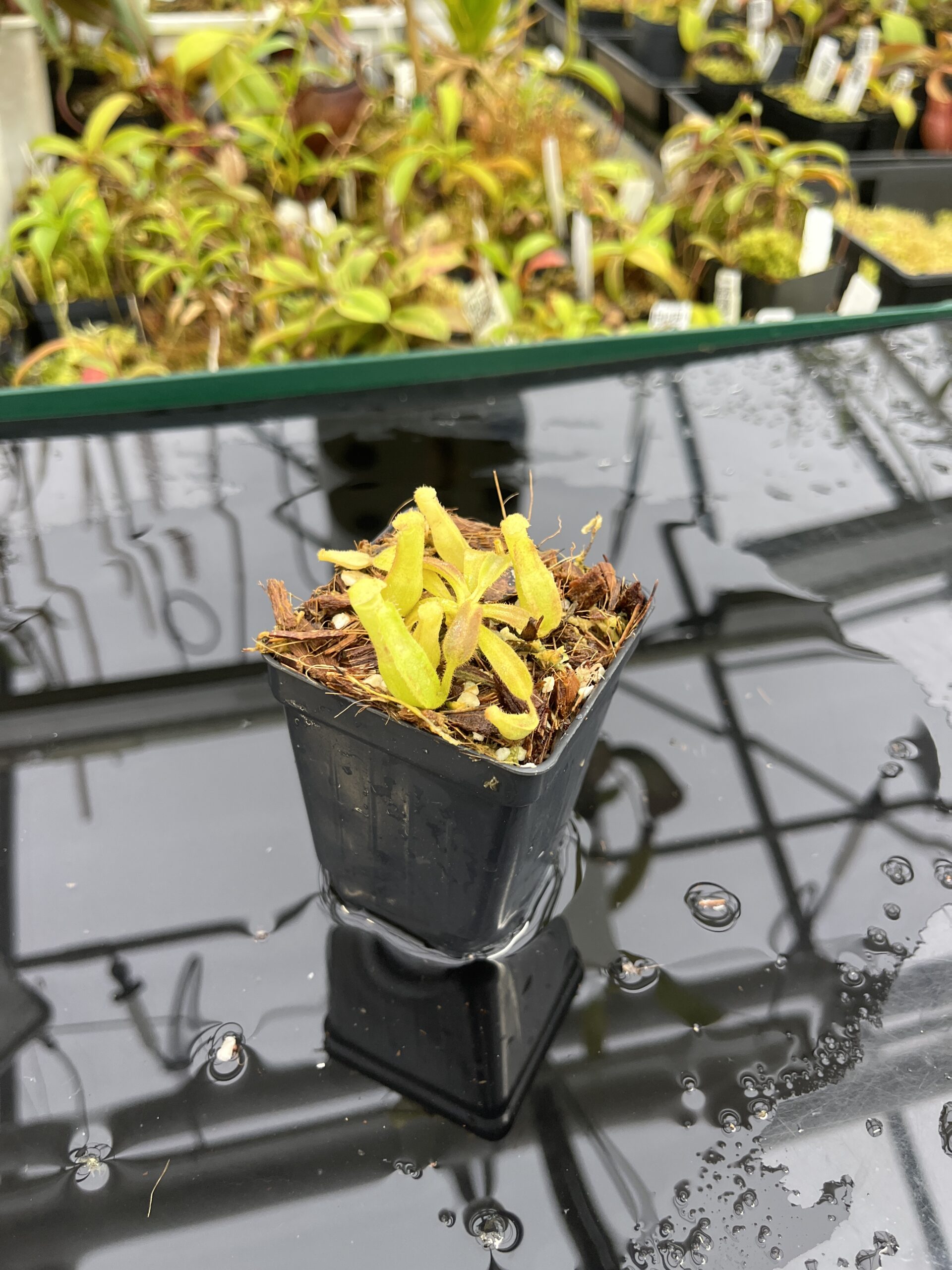 Wide Angle of Nepenthes veitchii Murud, Striped x 'Candy' | Florae Collaborative | FC-23.02 | IN25340