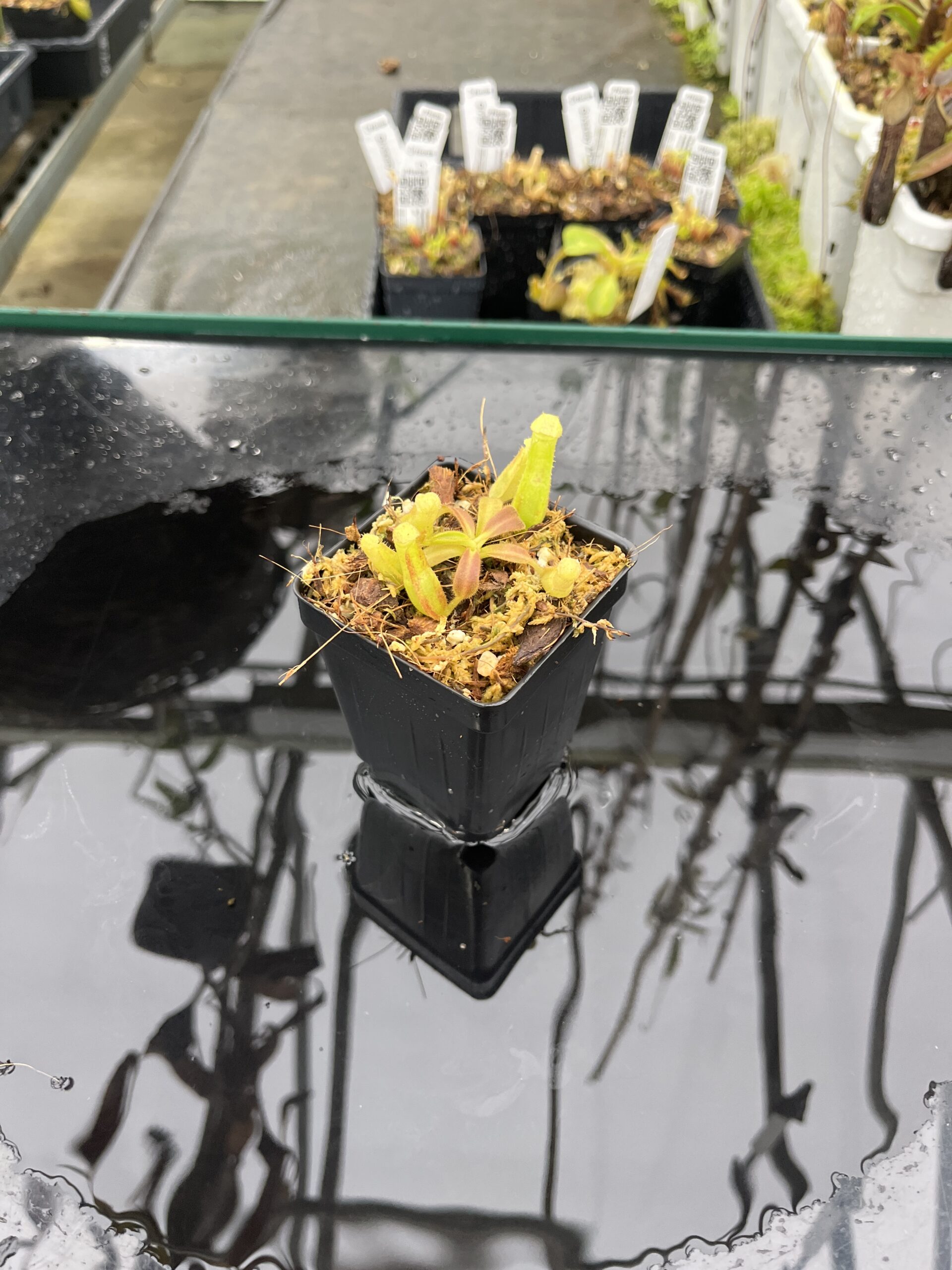 Wide Angle of Nepenthes veitchii Murud, Striped x 'Candy' | Florae Collaborative | FC-23.02 | IN25499