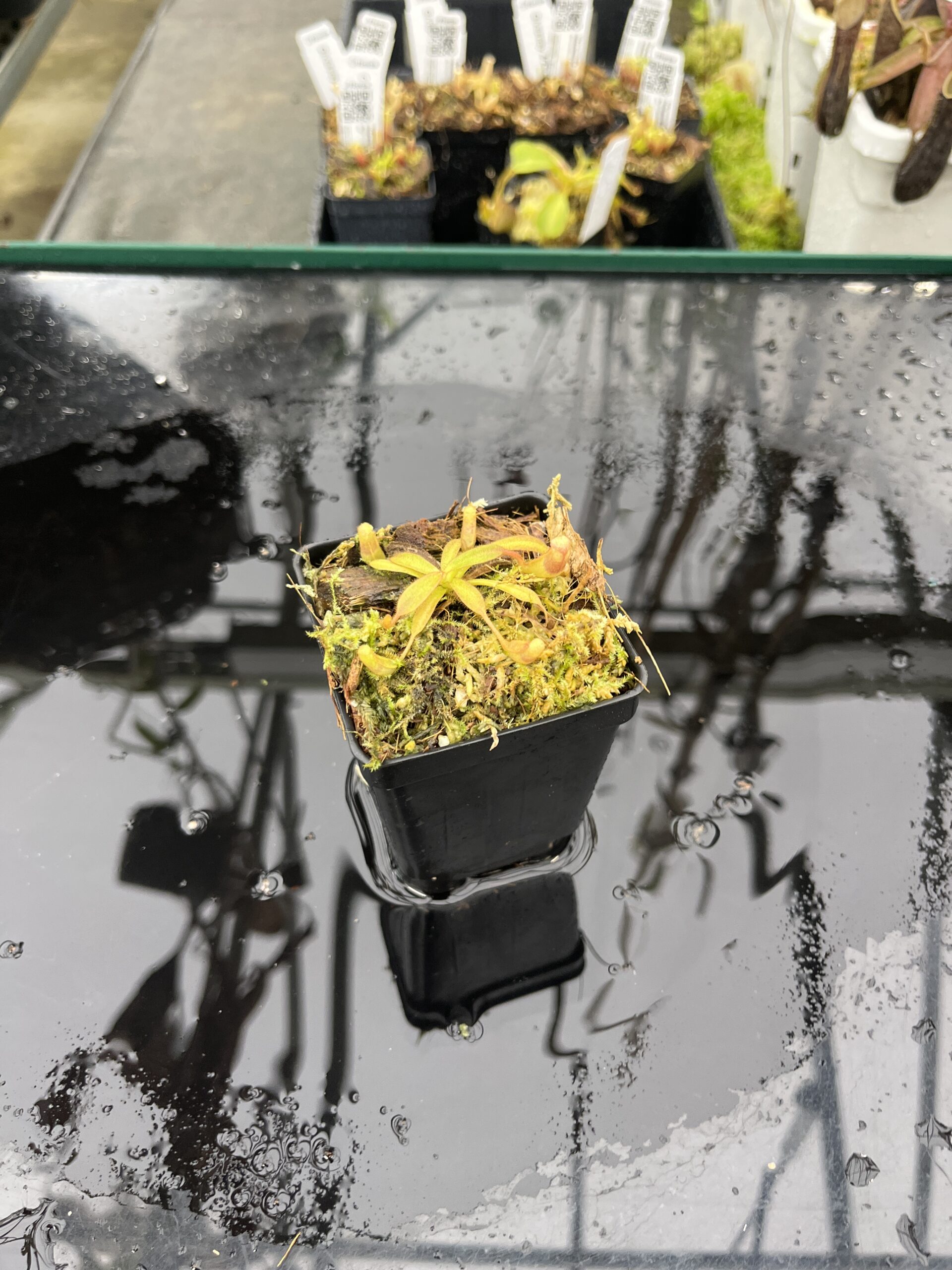 Wide Angle of Nepenthes veitchii {horticultural cross: yellow x striped peristome} | Best Carnivorous Plants | BCP-340 | IN25495