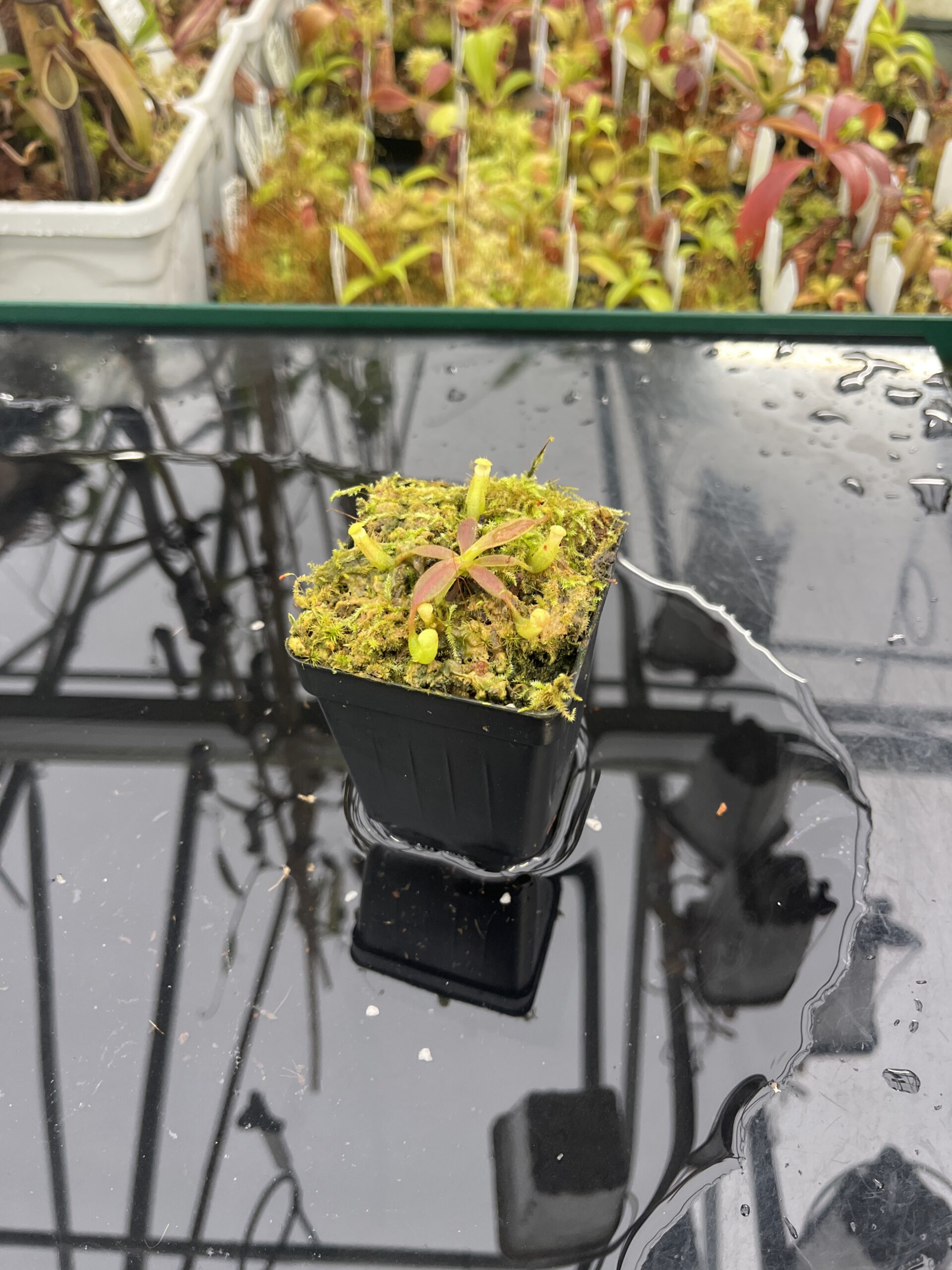 Wide Angle of Nepenthes veitchii long, striped x (truncata x spectabilis) | JH | Florae | Jeremiah Harris | JH-399.02 | INunreadable