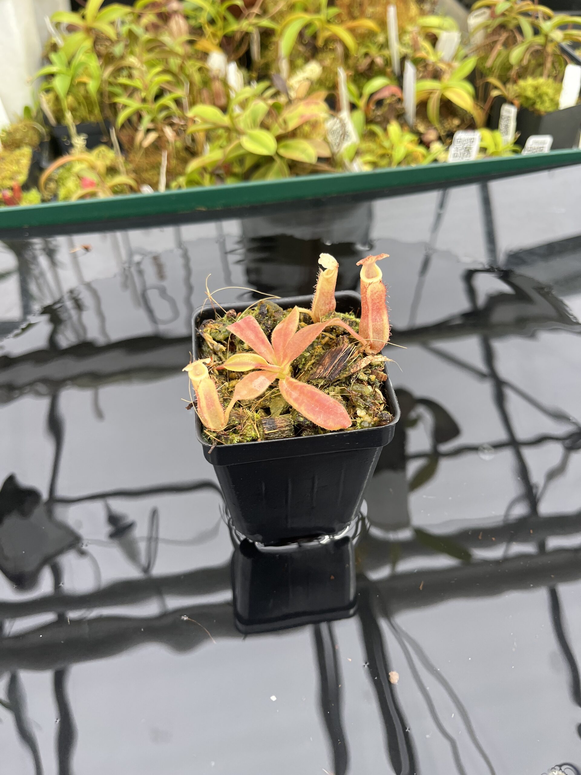 Wide Angle of Nepenthes veitchii long, striped x (truncata x spectabilis) | Jeremiah Harris | Assorted Clones | Jeremiah Harris | JH-399 | IN25251