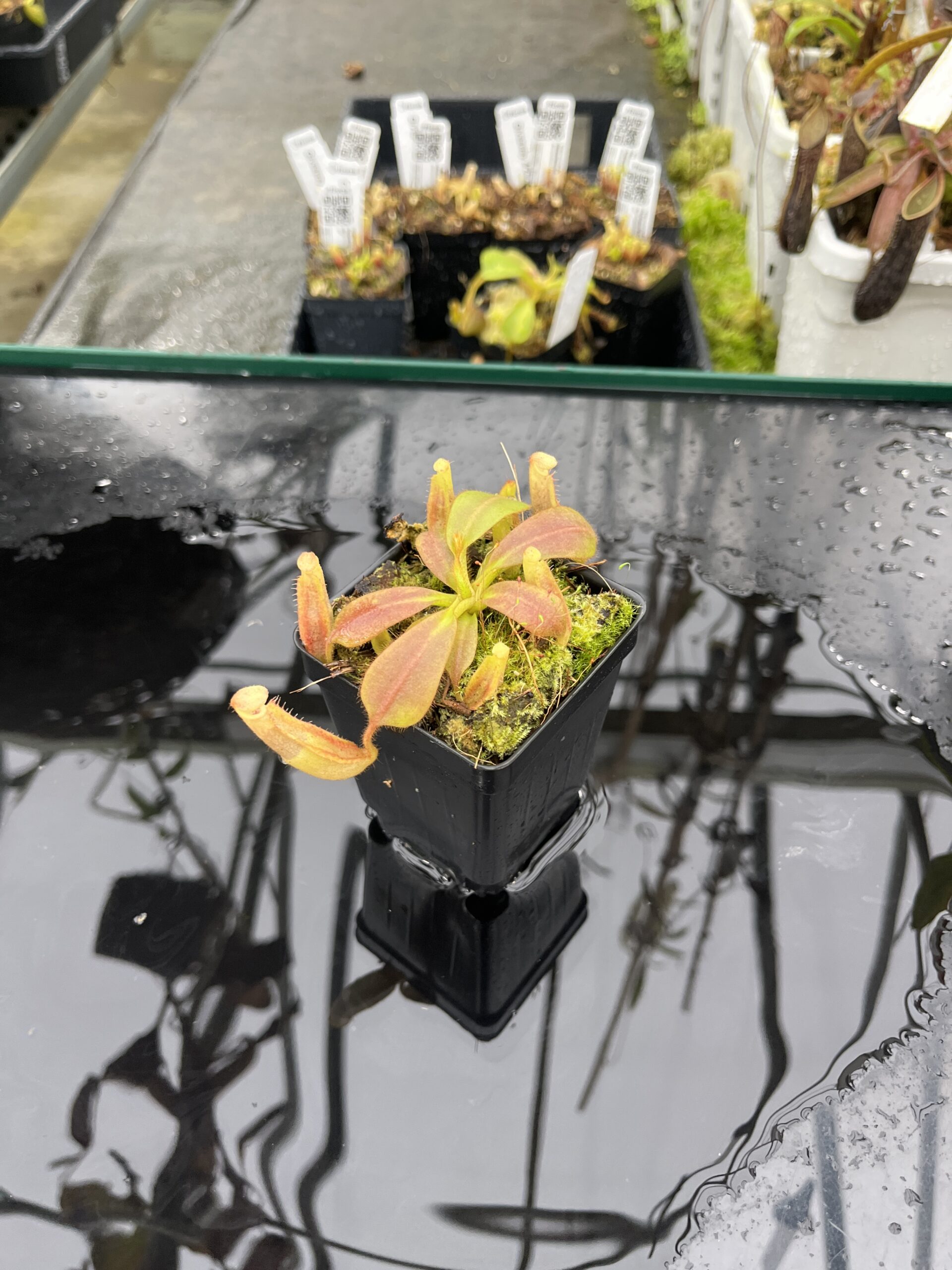 Wide Angle of Nepenthes veitchii long, striped x (truncata x spectabilis) | Jeremiah Harris | Assorted Clones | Jeremiah Harris | JH-399 | IN25498