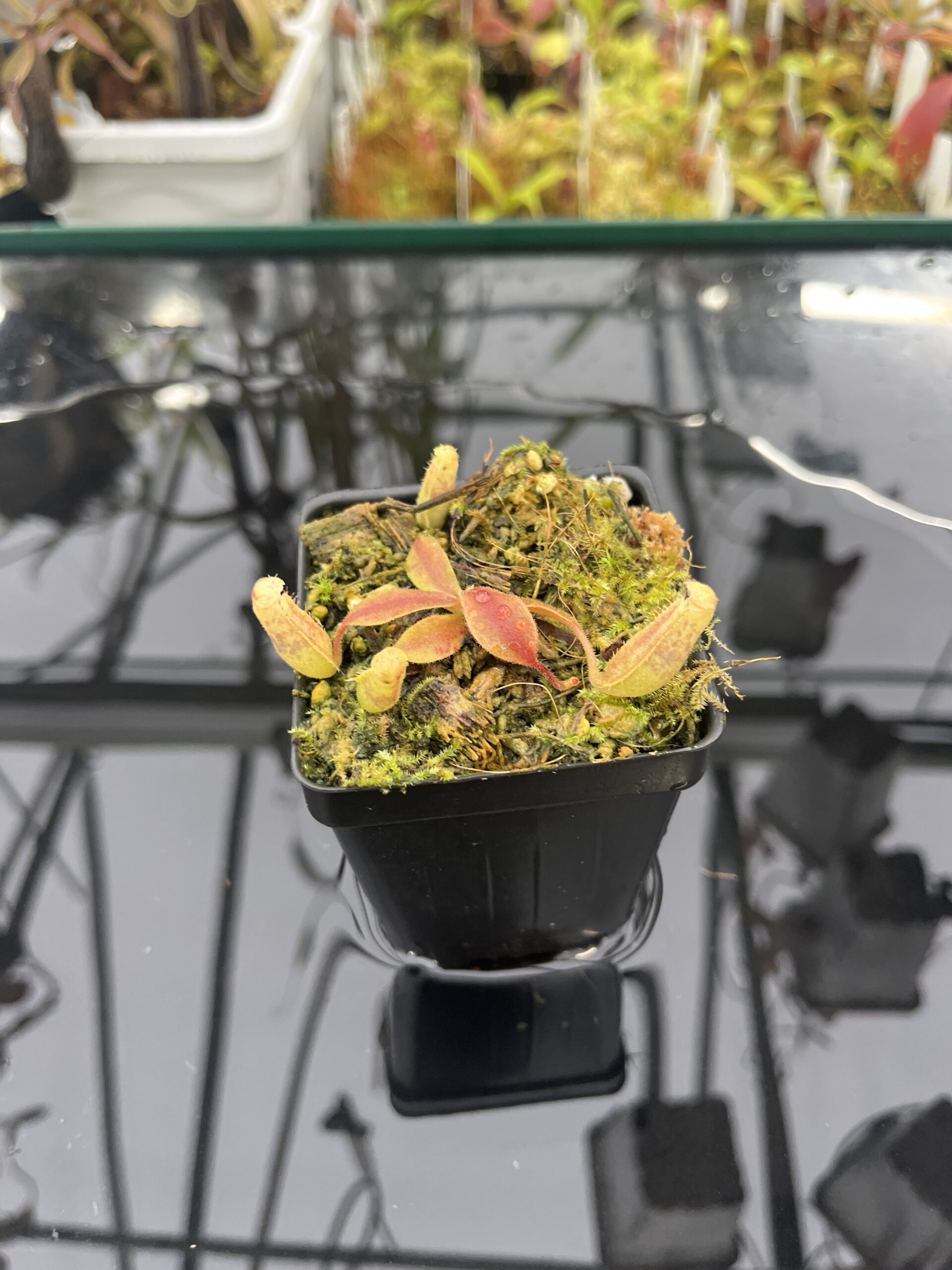 Wide Angle of Nepenthes (veitchii x boschiana) x (veitchii x boschiana) | JH | Florae | Jeremiah Harris | JH-386 | INunreadable