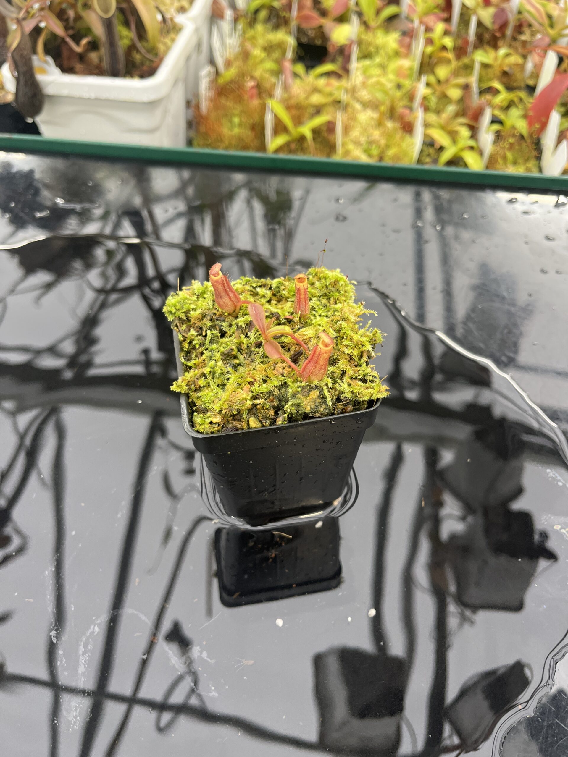 Wide Angle of Nepenthes (veitchii x lowii) x (lowii x Gothica) - 'Warped Peristome' | Florae Collaborative | FC-263.01 | INNEP-1584