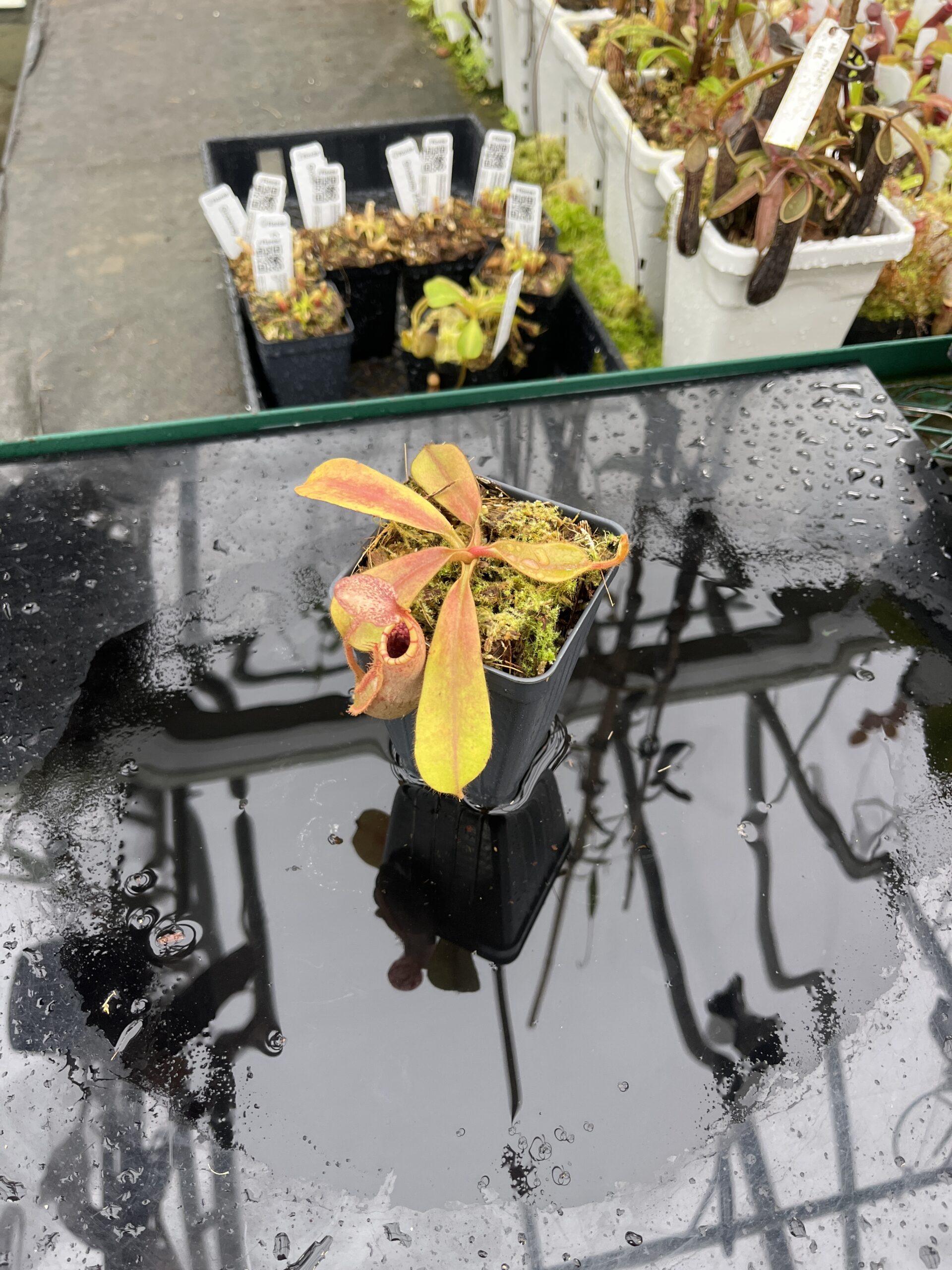 Wide Angle of Nepenthes (veitchii x platychila) x veitchii | Borneo Exotics | BE-4623 | IN25490