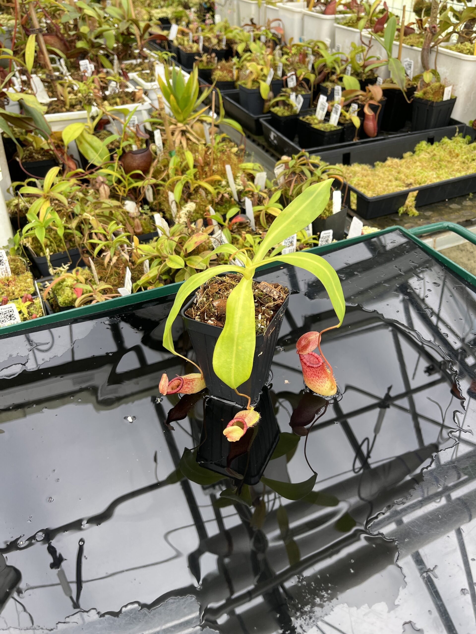 Wide Angle of Nepenthes ventricosa x ephippiata | Borneo Exotics | BE-4639 | IN25377