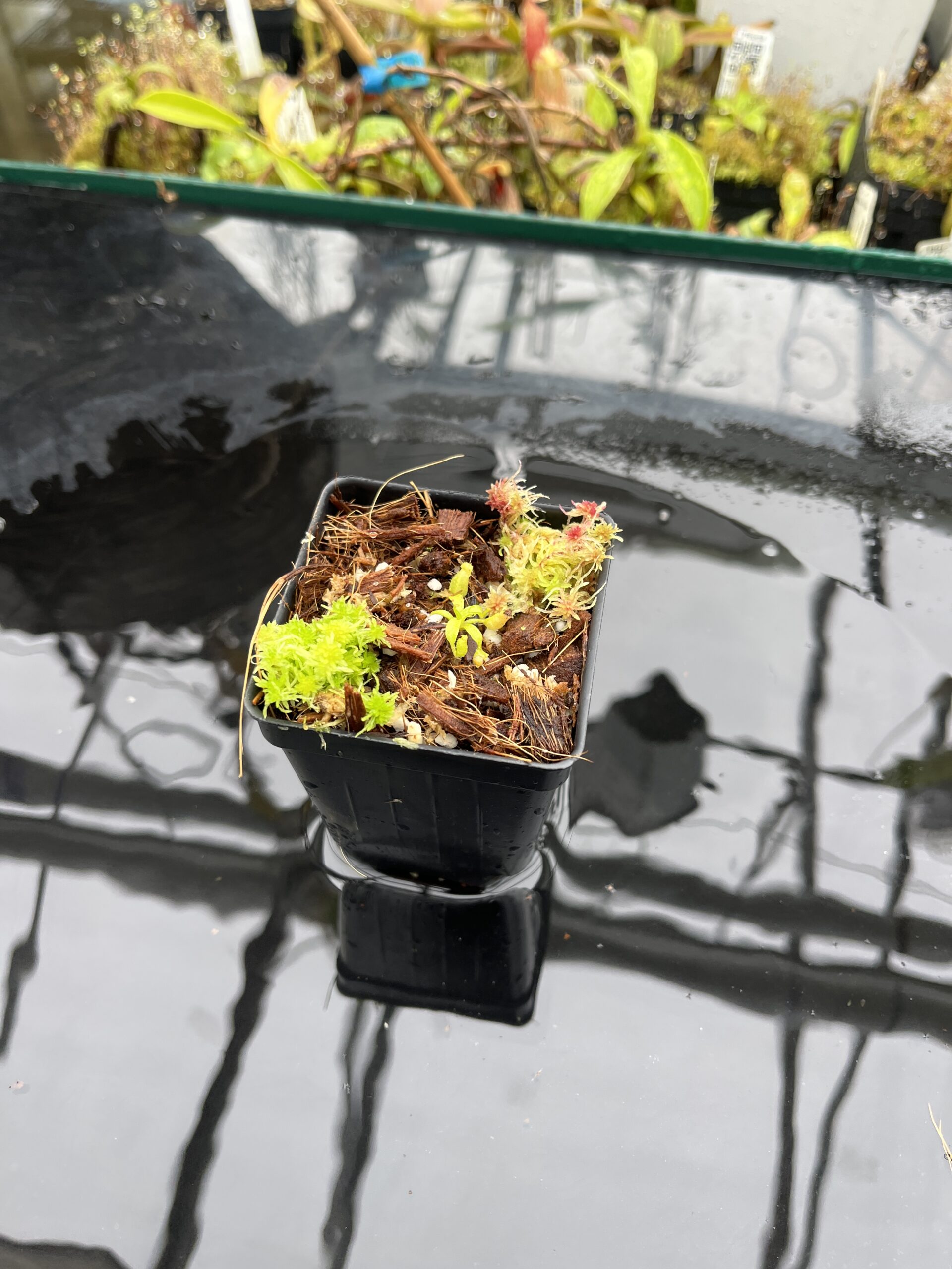 Wide Angle of Nepenthes villosa | G. Kinabalu | Florae Collaborative | FC-216 | H25581