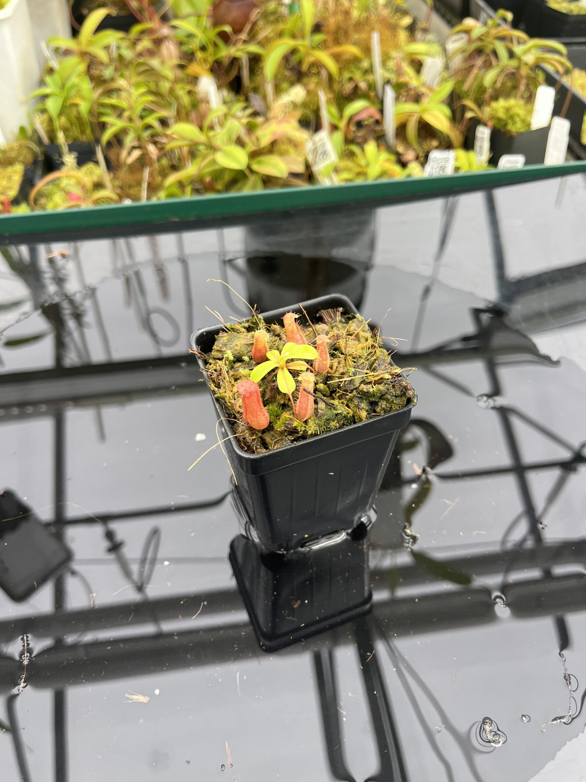 Wide Angle of Nepenthes villosa x ventricosa | JH | Florae | Jeremiah Harris | JH-325.03 | H25262