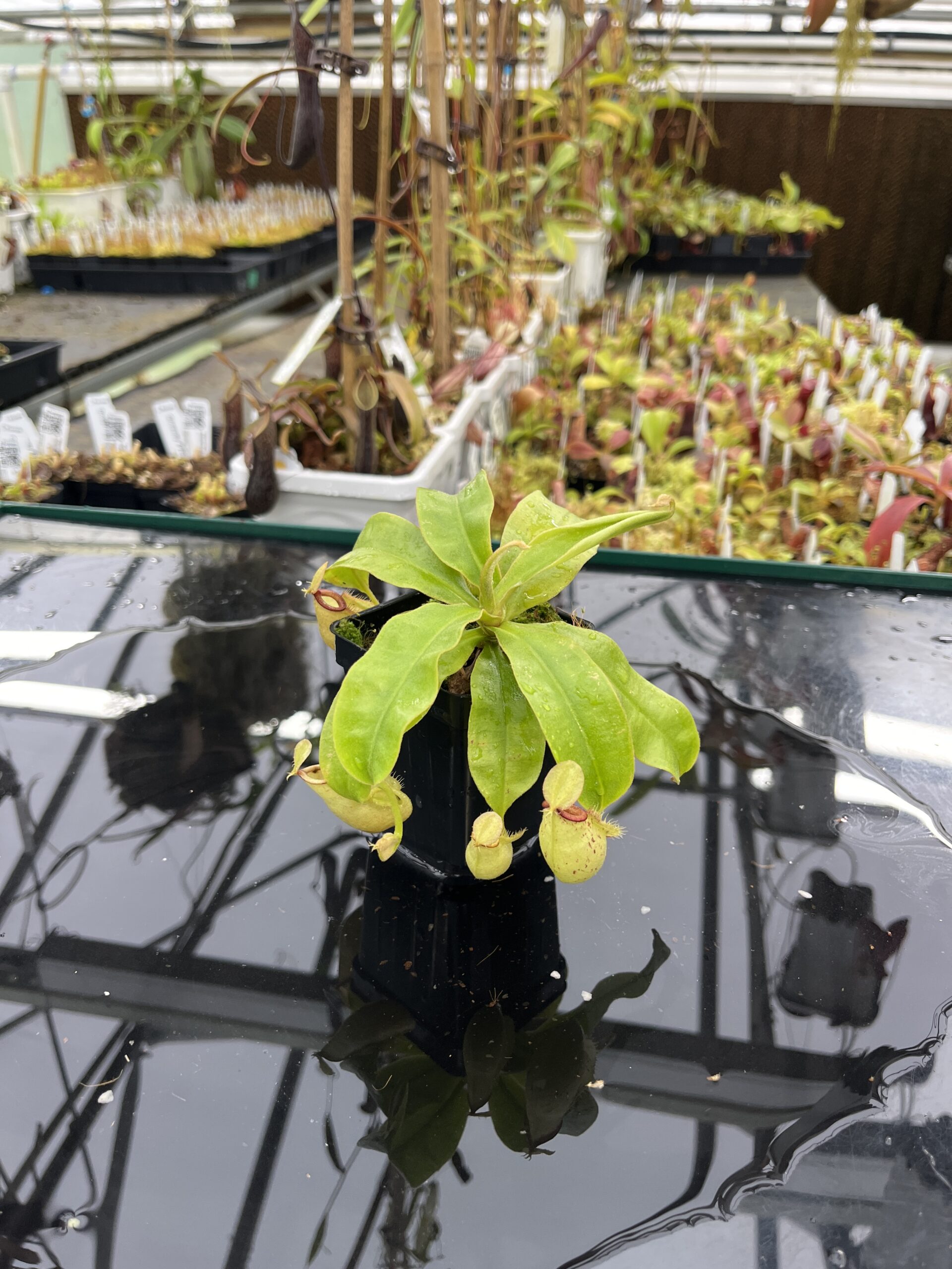 Wide Angle of Nepenthes x hookeriana | Florae Collaborative | FC-116 | Lunreadable