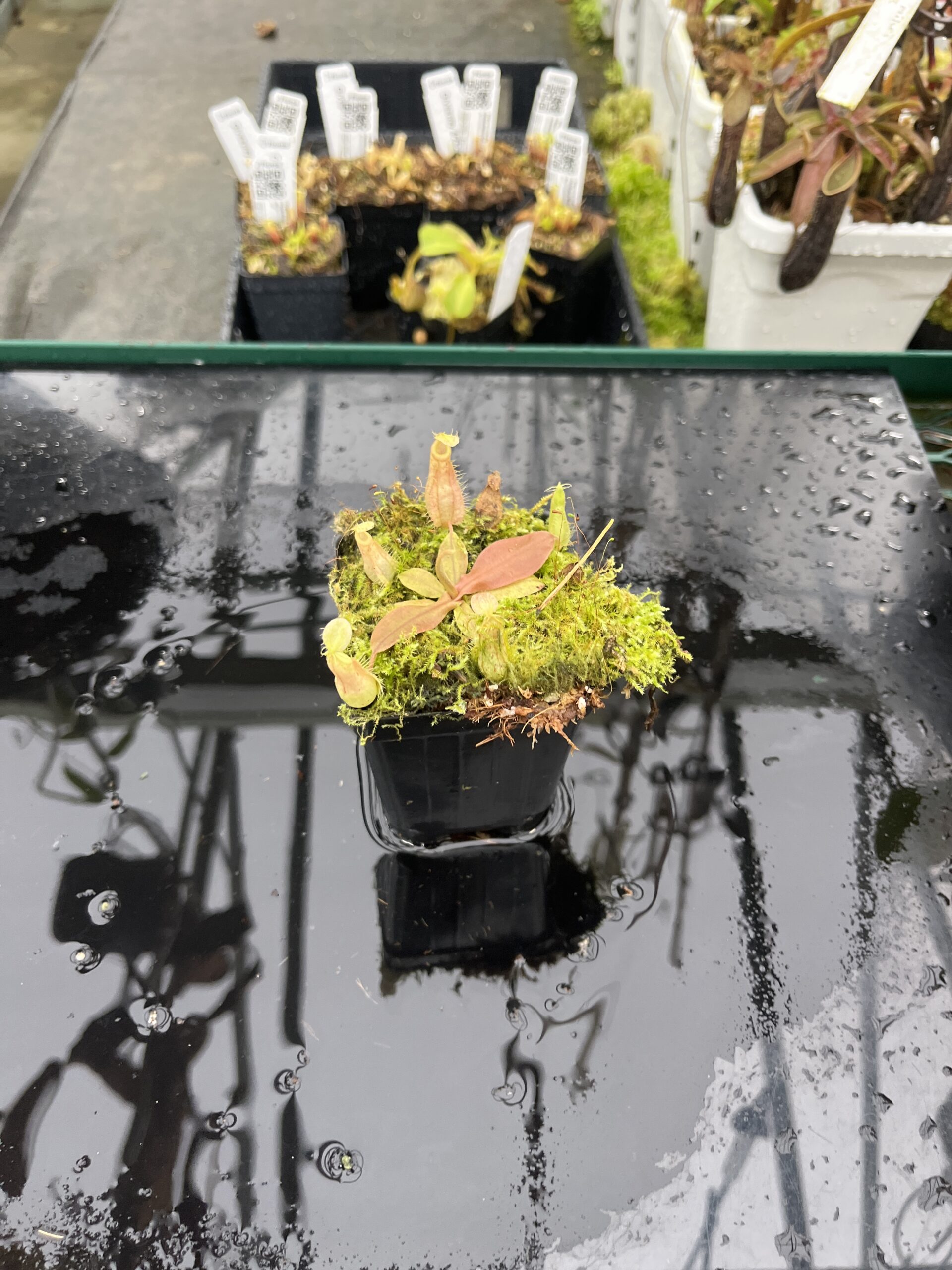 Wide Angle of Nepenthes xhookeriana | Florae Collaborative | FC-198.01 | L25496