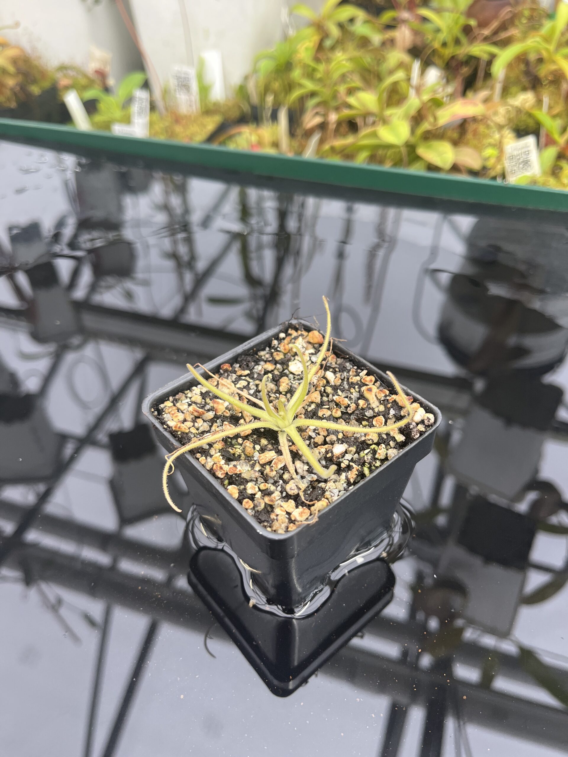Wide Angle of Pinguicula gypsicola x moctezumae | Best Carnivorous Plants | BCP-1401 | IN25316