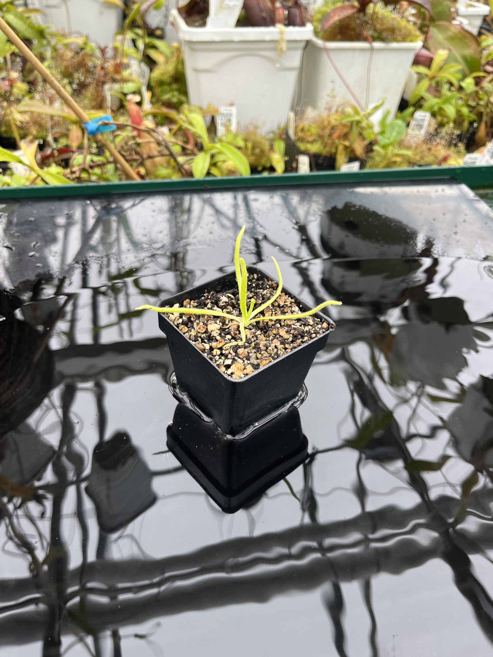 Wide Angle of Pinguicula moctezumae | Best Carnivorous Plants | BCP-670 | IN25515