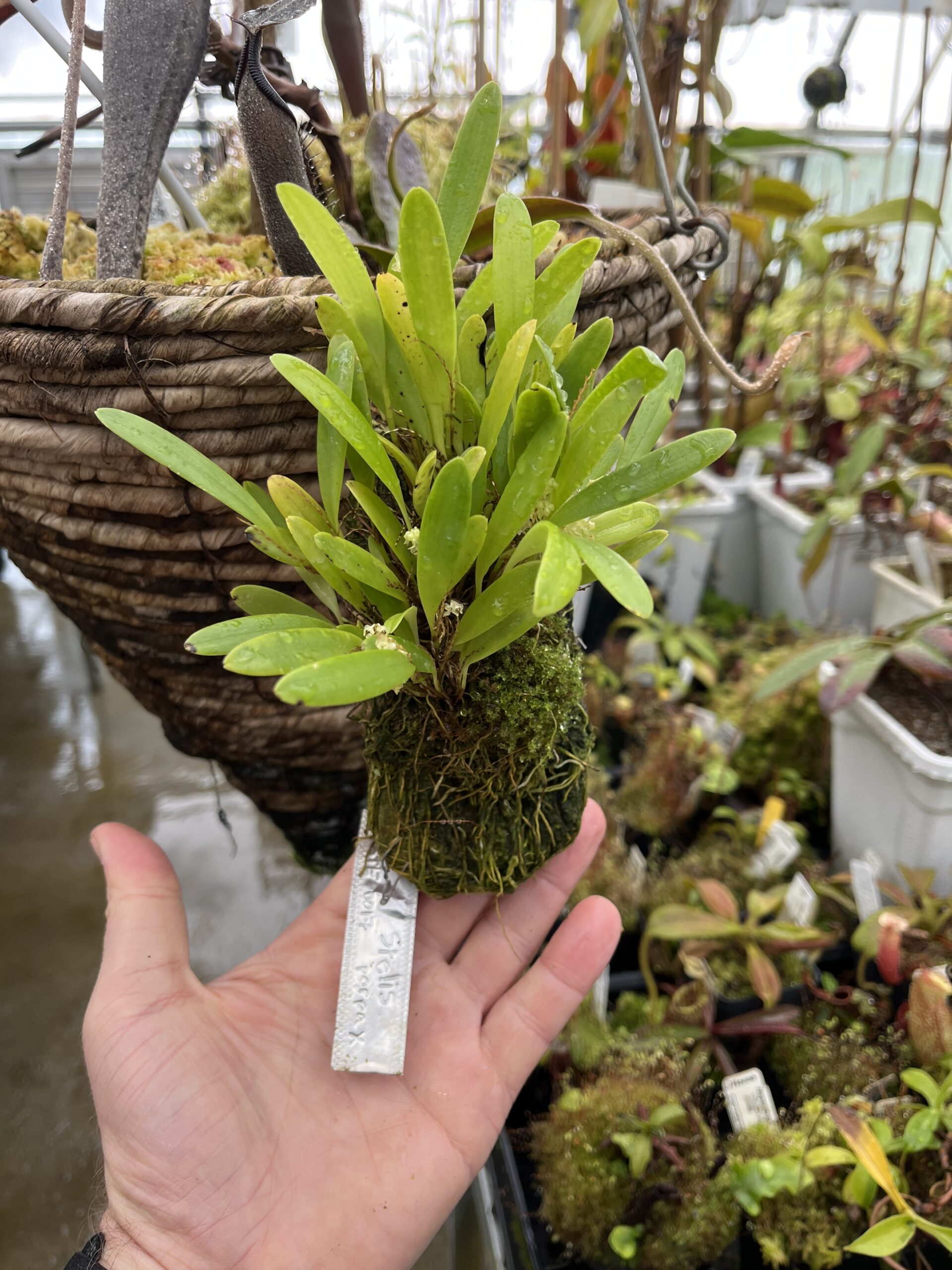 Wide Angle of Stelis porpax | Florae Collaborative | | H25588