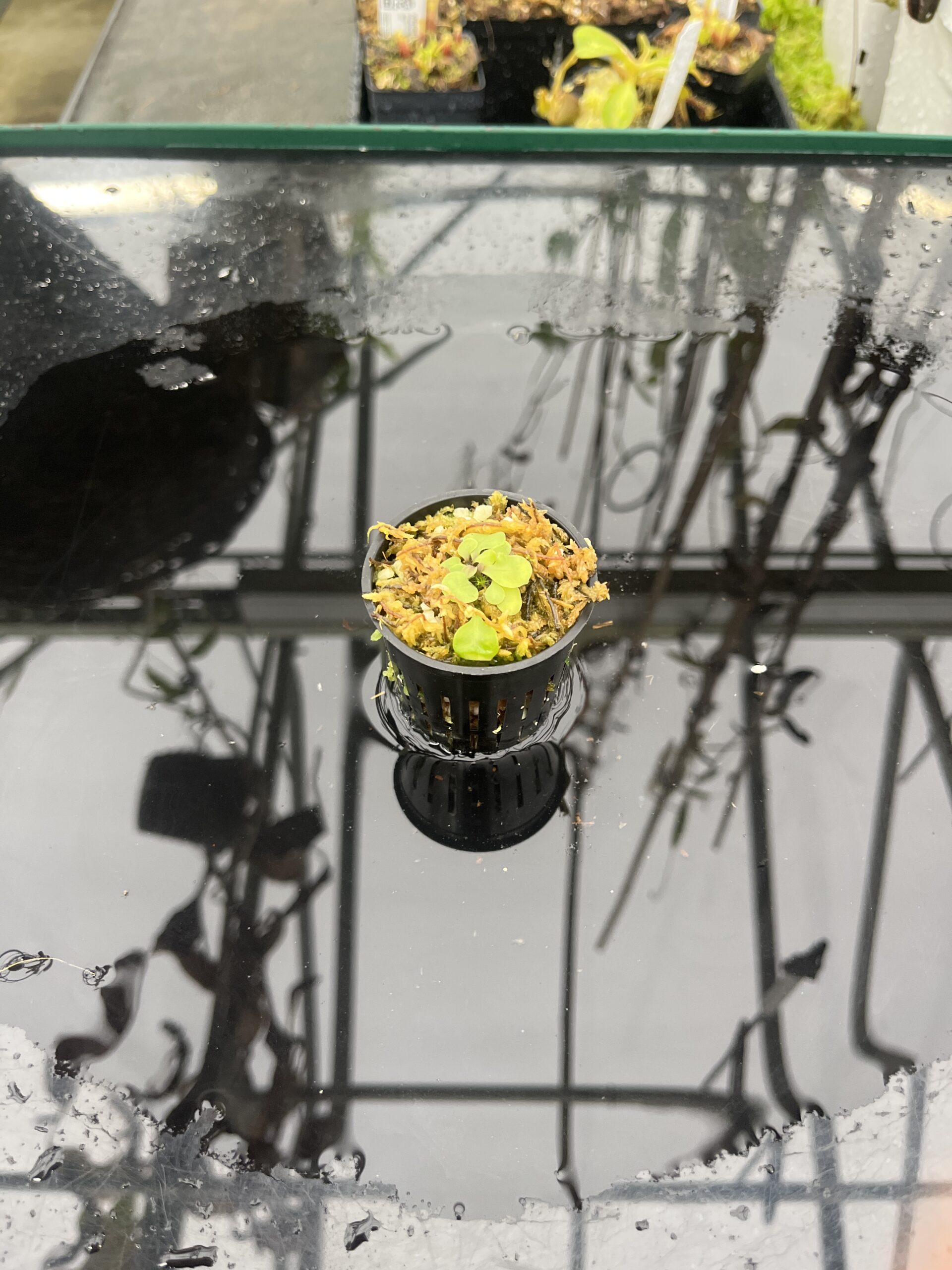 Wide Angle of Utricularia aff. giant calycifida {Tok Prawa river, Aprada Tepui Foothills, Venezuela} | Best Carnivorous Plants | BCP-2296 | IN25503
