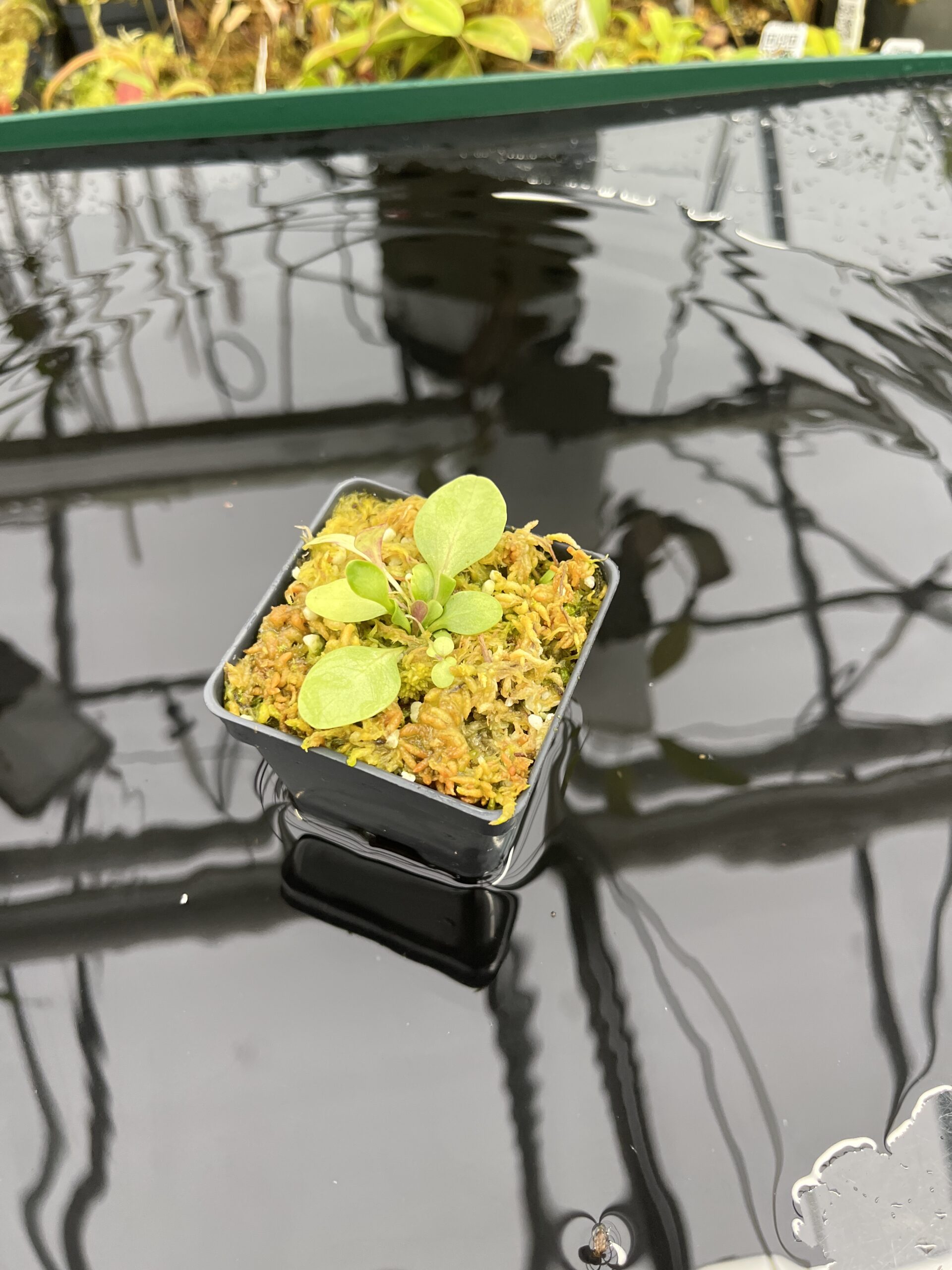 Wide Angle of Utricularia calycifida | Best Carnivorous Plants | | IN25343