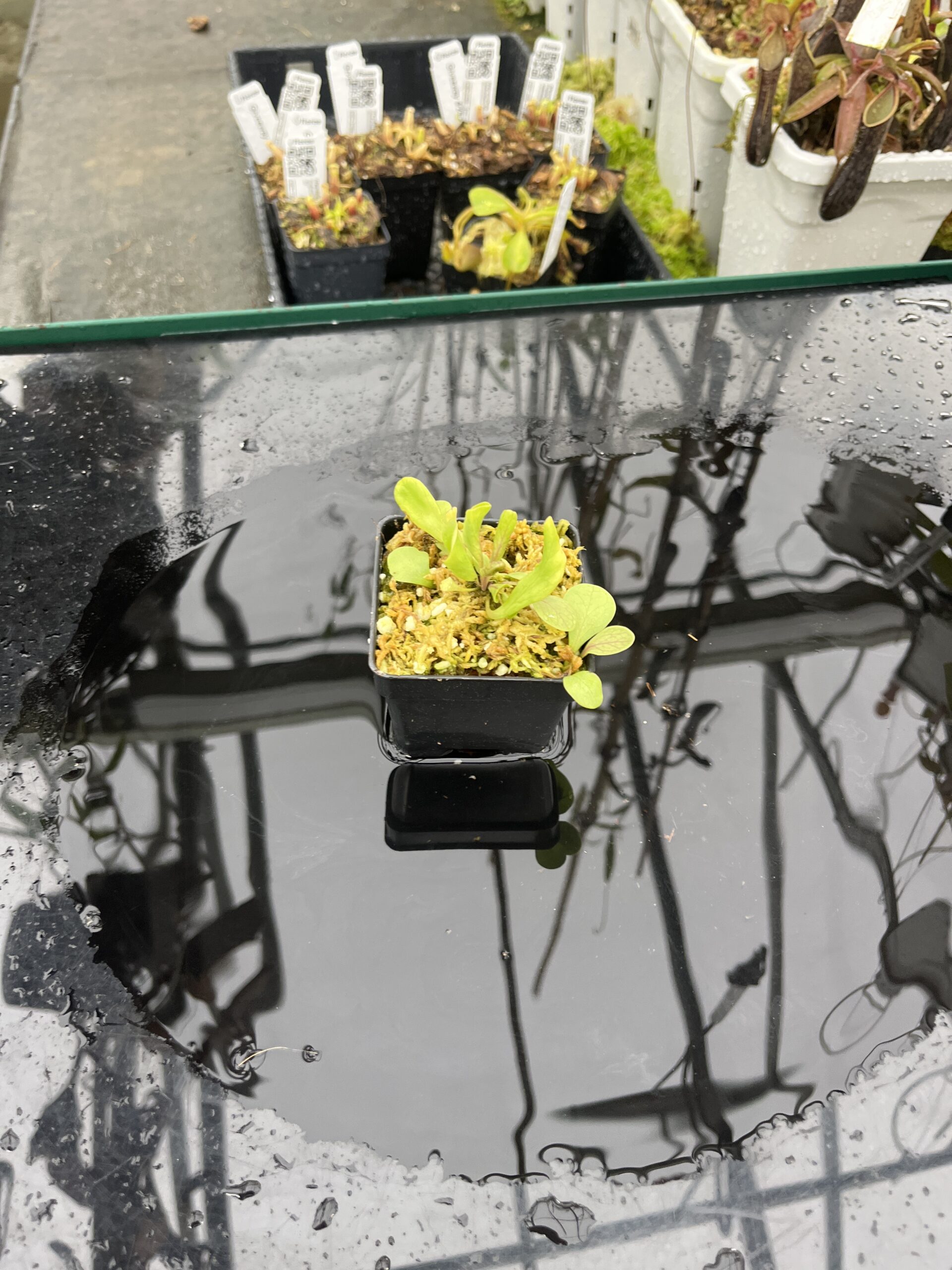 Wide Angle of Utricularia calycifida | Best Carnivorous Plants | | IN25501