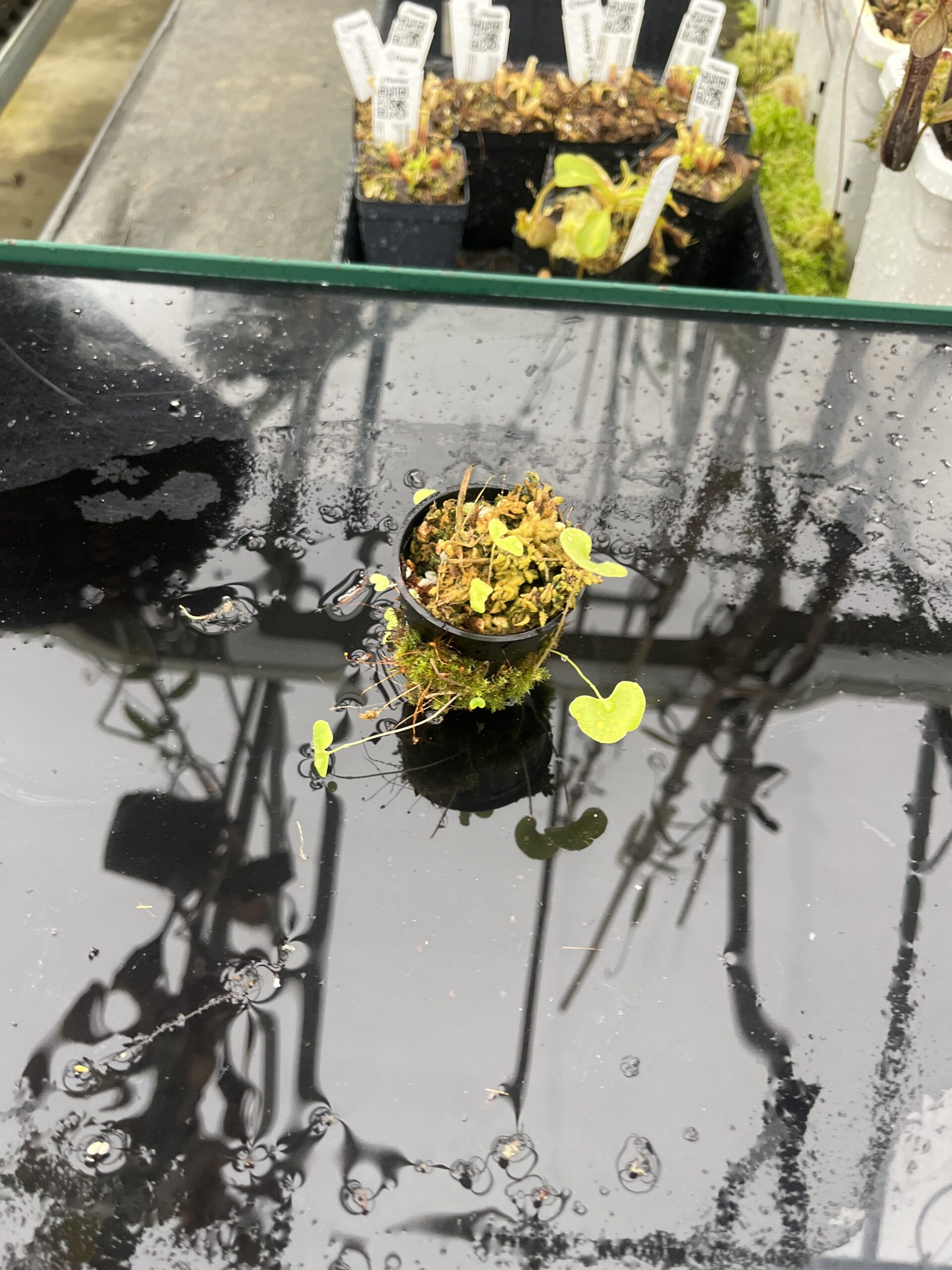 Wide Angle of Utricularia cornigera | Best Carnivorous Plants | BCP-2068 | H25512