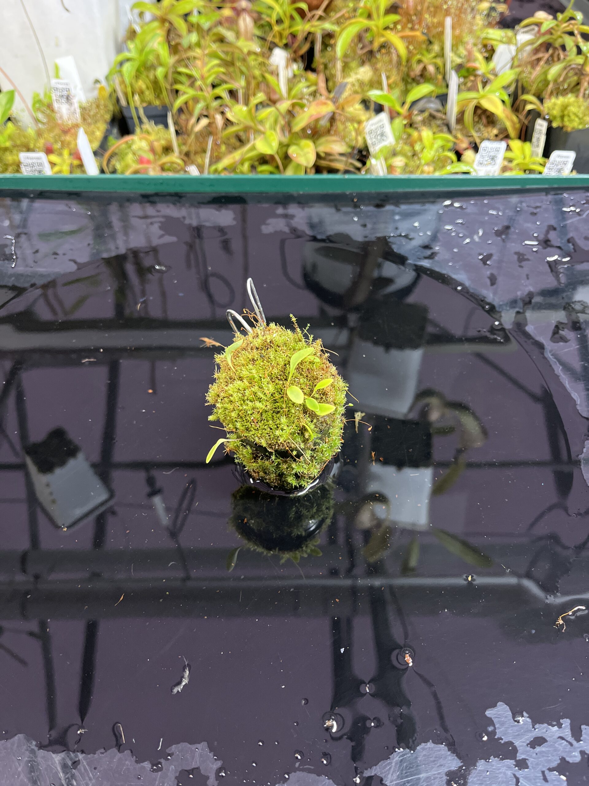 Wide Angle of Utricularia quelchii | Best Carnivorous Plants | BCP-138 | H25448
