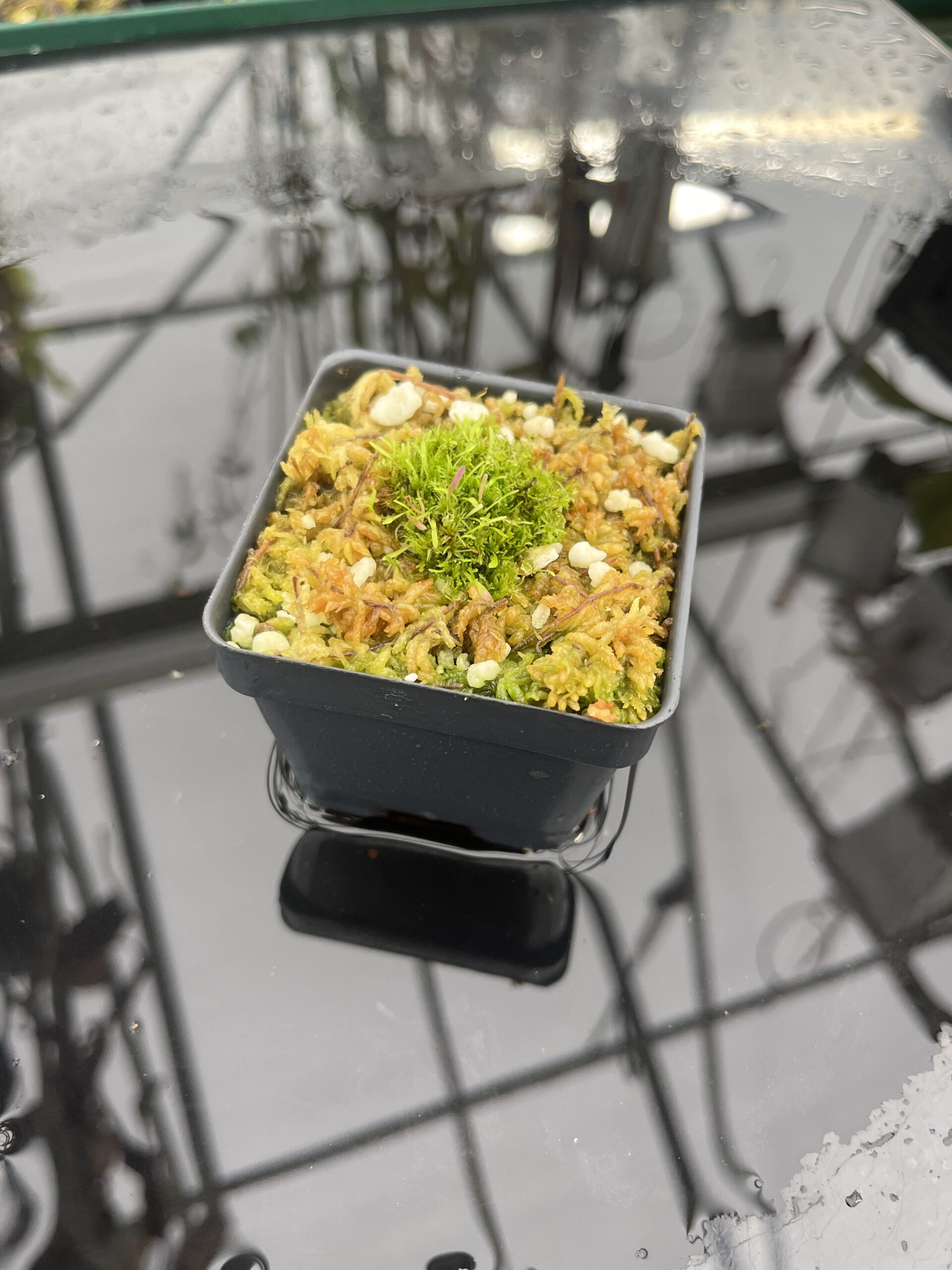 Wide Angle of Utricularia spec. Kerala {India} | Best Carnivorous Plants | | IN25502