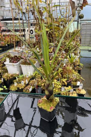 Close Up of Brocchinia acuminata {seedgrown, Apacara Tepui, Chimanta Massif, Venezuela} | Best Carnivorous Plants | BCP-2266-00 | H25866