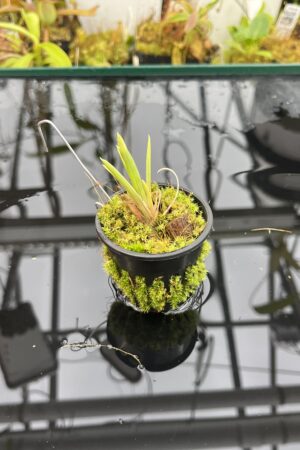 Close Up of Brocchinia reducta {France strain, clone # 1, 2} | Best Carnivorous Plants | | H25756