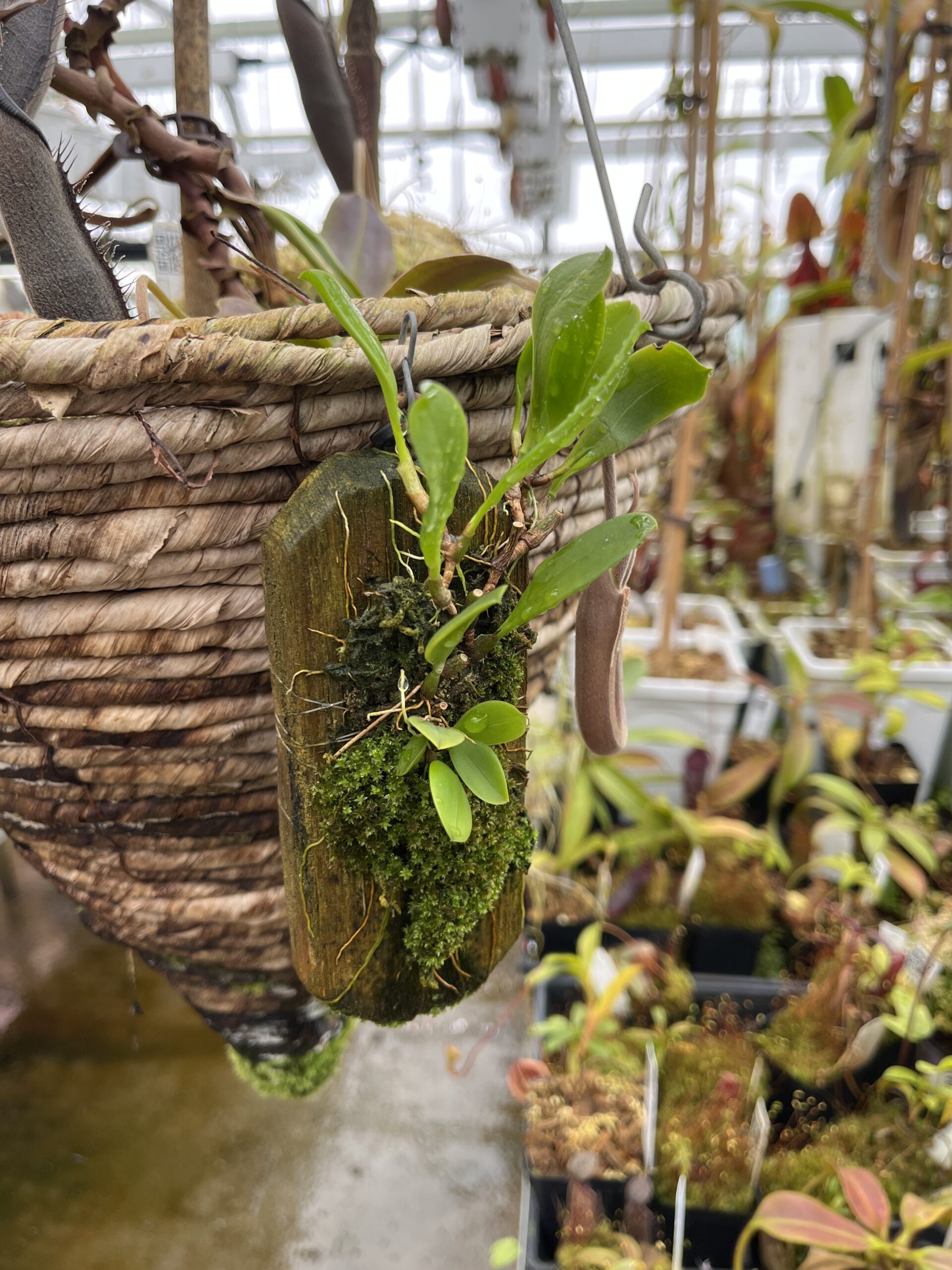 Close Up of Bulbophyllum restrepia | Florae Collaborative | | L25857