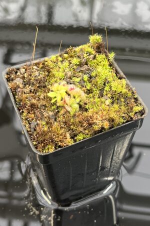 Close Up of Cephalotus follicularis {BCP clone} | Best Carnivorous Plants | | IN25887