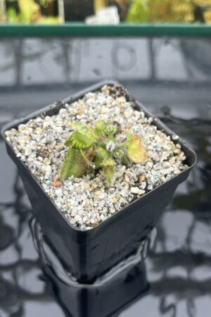 Close Up of Cephalotus follicularis 'Black Purple' | Florae Collaborative | | IN25635