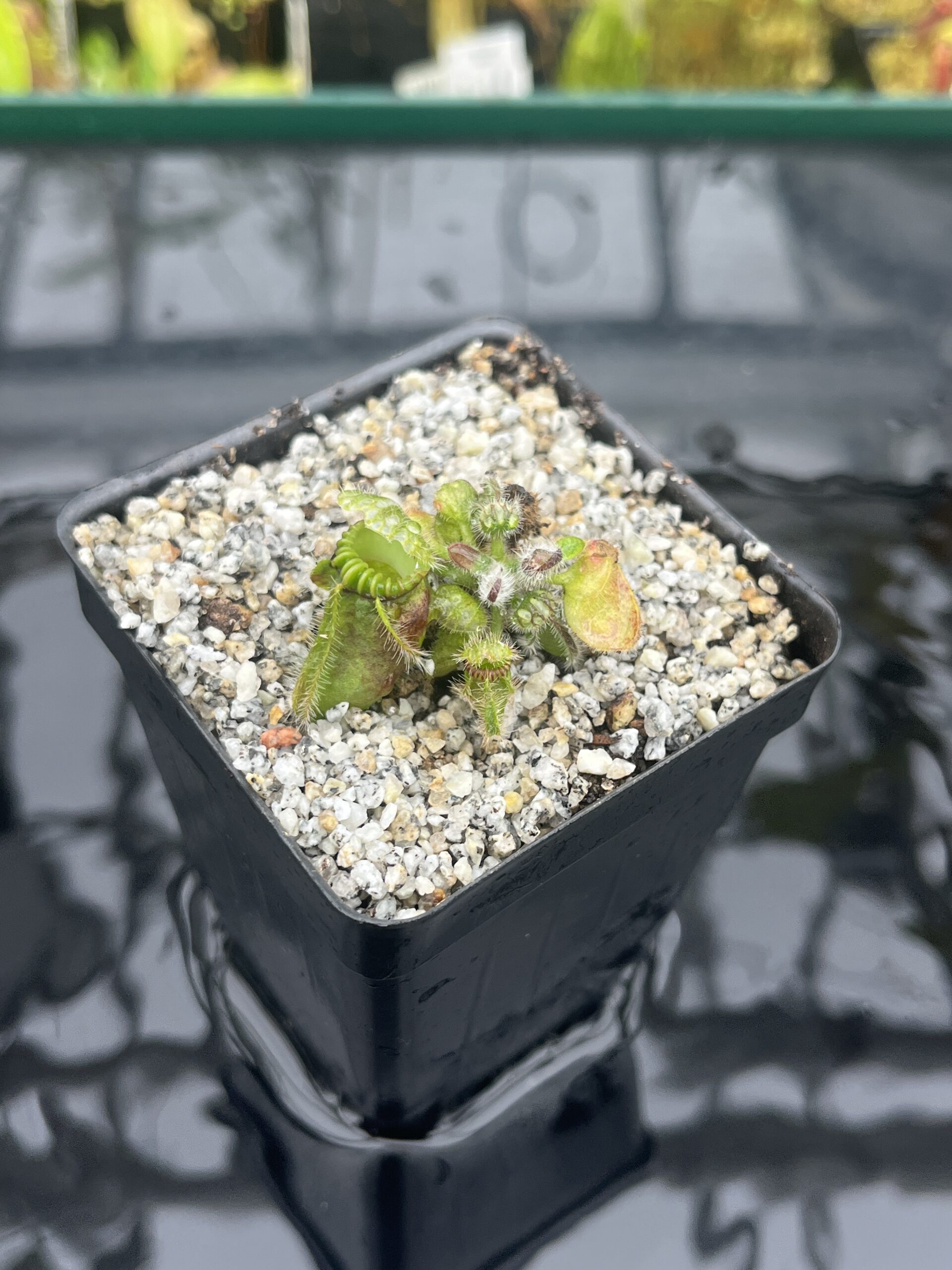 Close Up of Cephalotus follicularis 'Black Purple' | Florae Collaborative | | IN25635