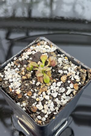 Close Up of Cephalotus follicularis | Borneo Exotics | BE-3563 | INunreadable