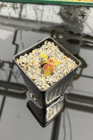 Close Up of Cephalotus follicularis 'Bubble Giant' | Florae Collaborative | | IN25845